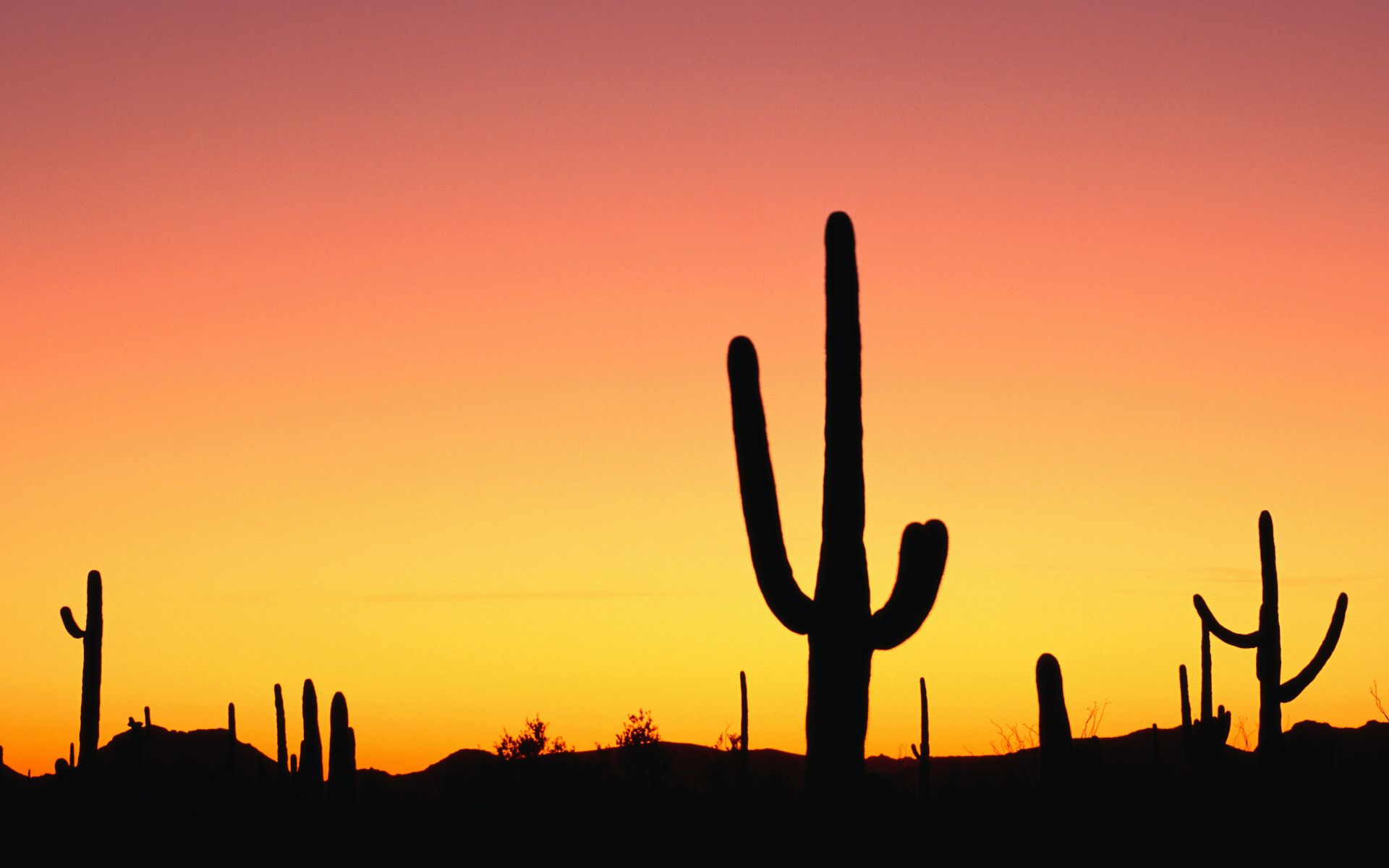 Cactus Sunset Wallpaper Myspace Background