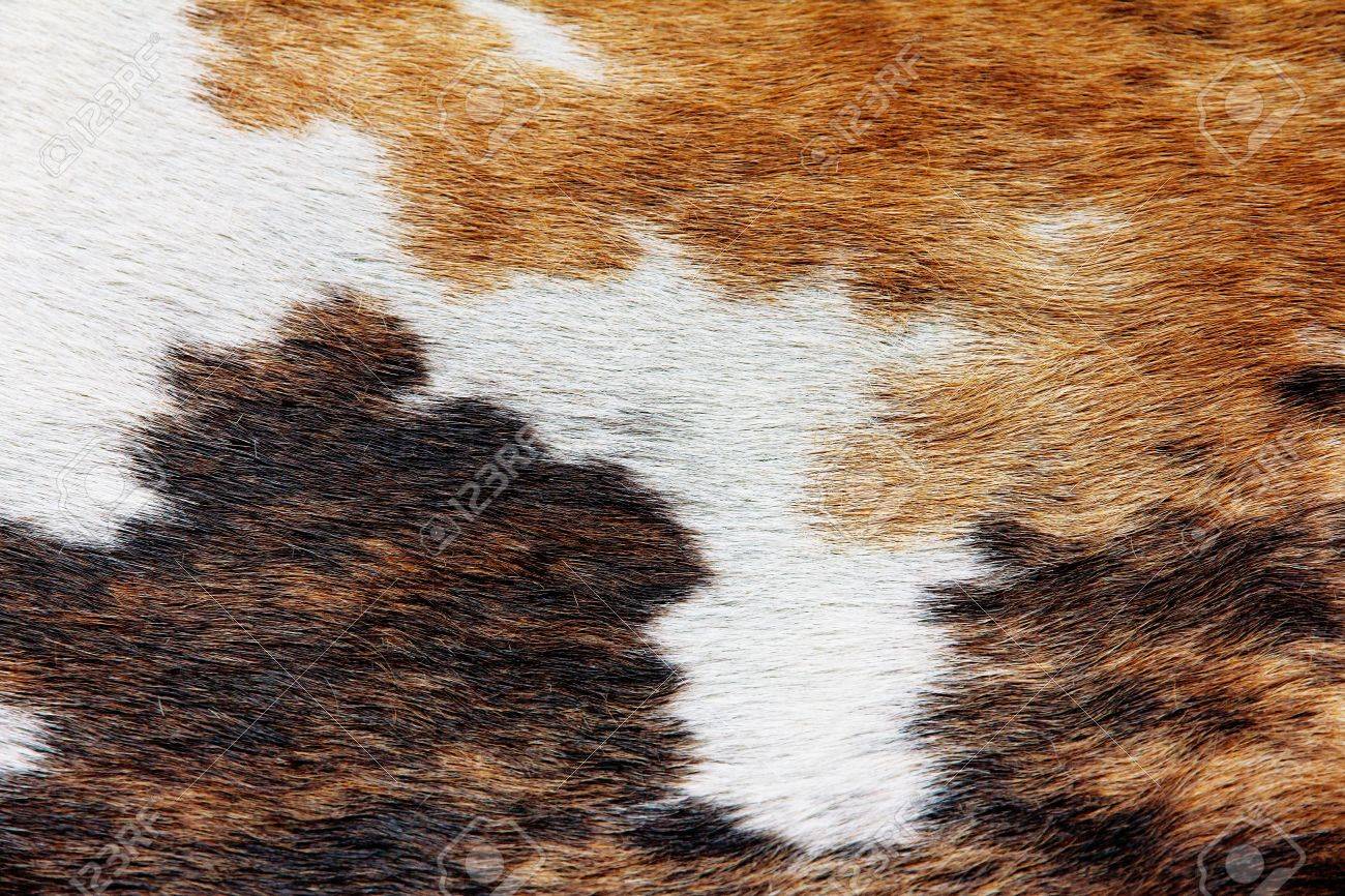 Close Up Of Cowhide Background Stock Photo Picture And Royalty