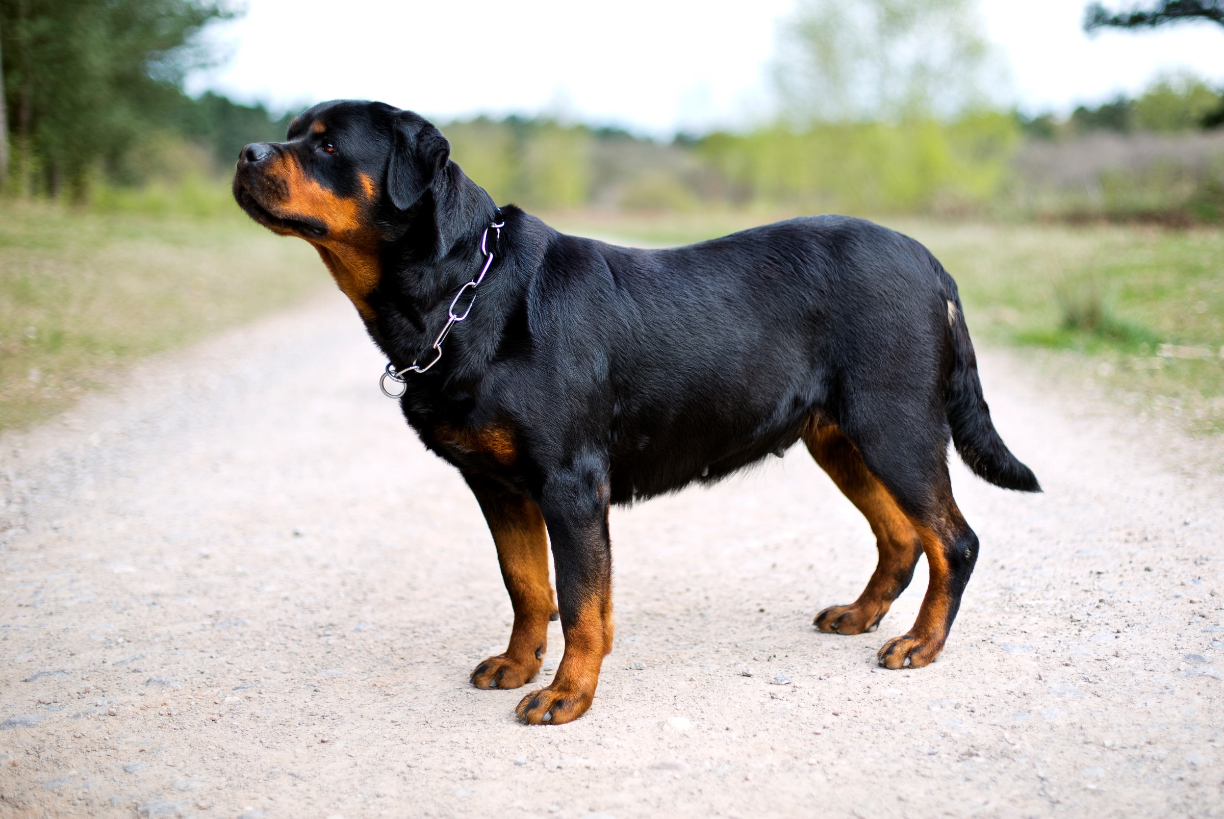 Rottweiler Dog Breed Animal Image Pictures HD Wallpaper
