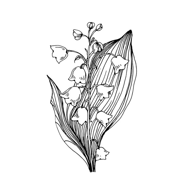 Lily Valley By Hand Drawing Maylily Floral Logo Tattoo Wallpaper