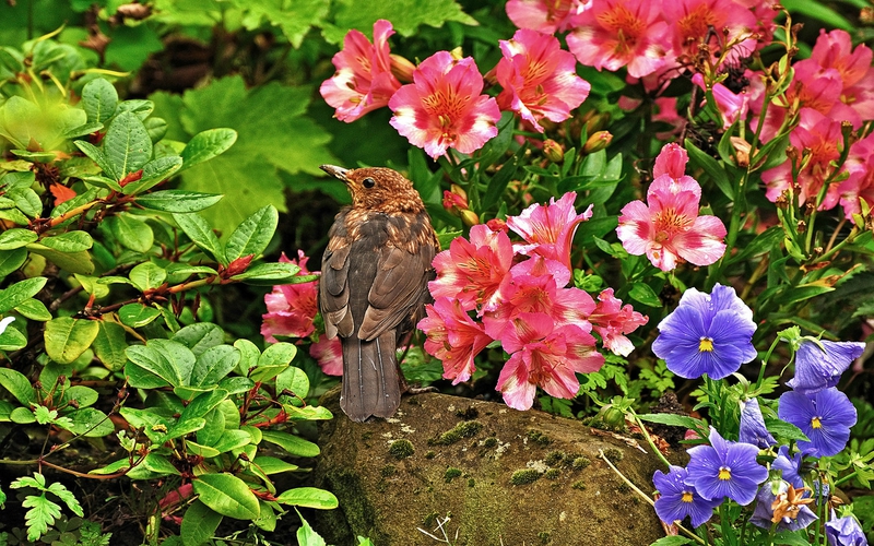 Birds Flowers Bird And Animals HD Desktop Wallpaper