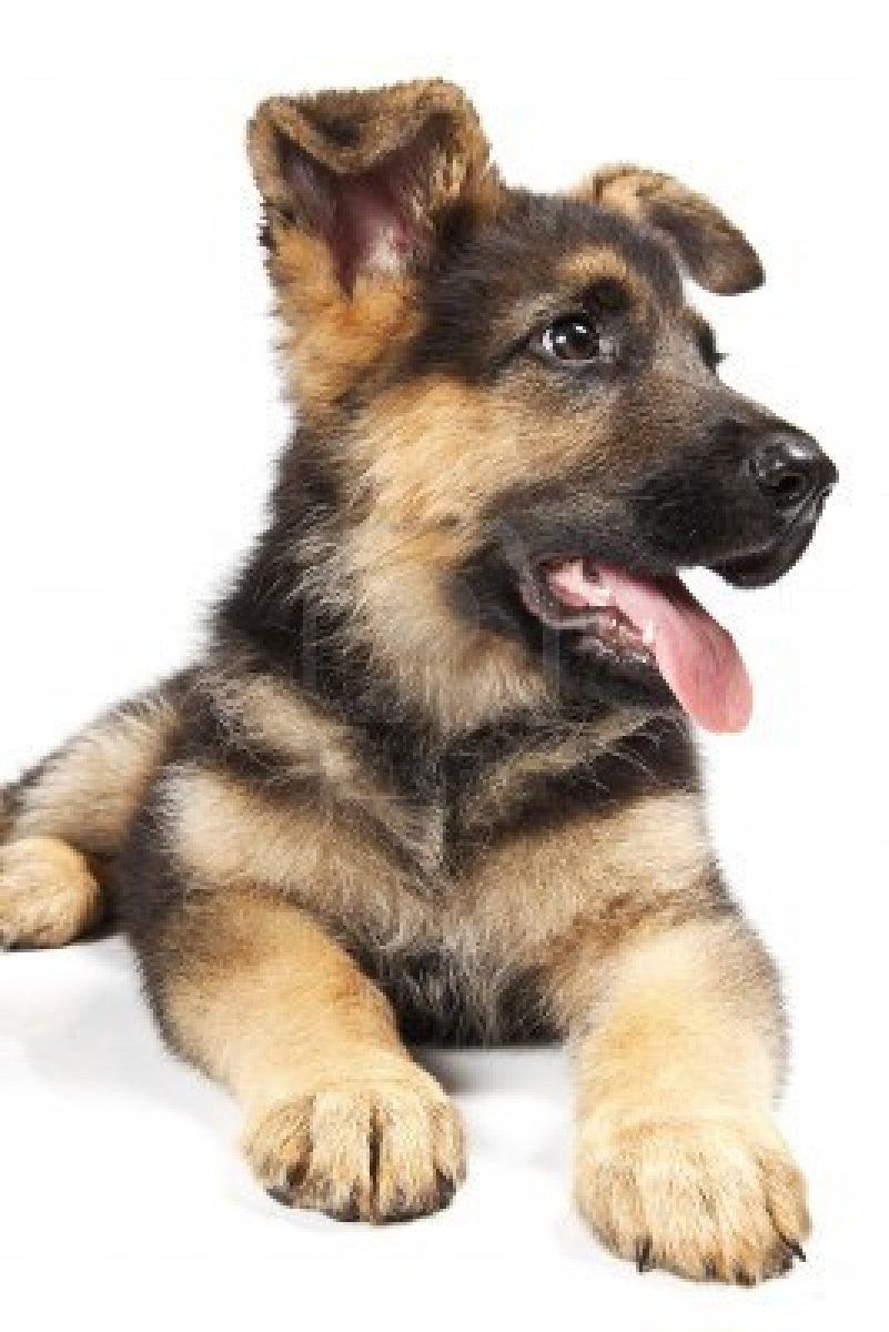 Free download puppy of german shepard dog portrait on white background