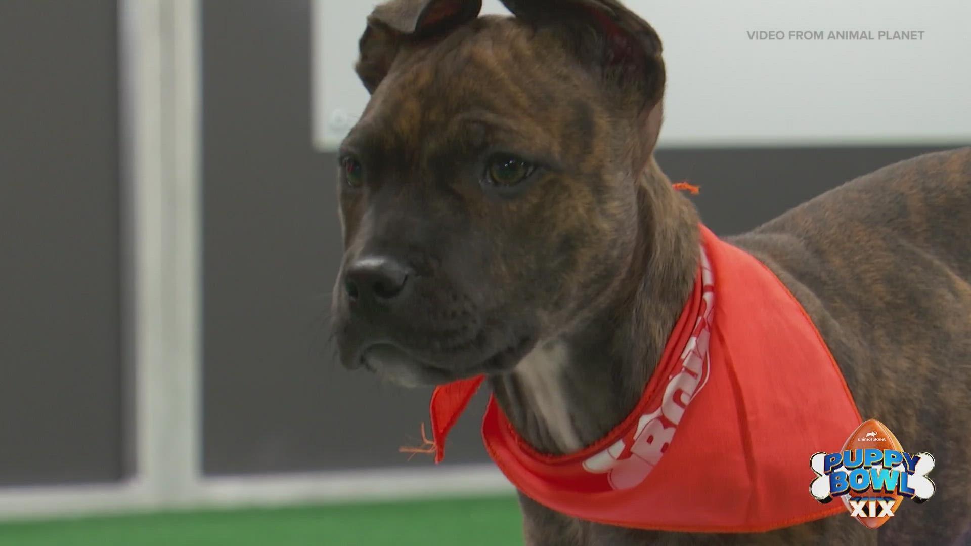 Puppy Bowl Lineup Meet The Adoptable Dogs Watch
