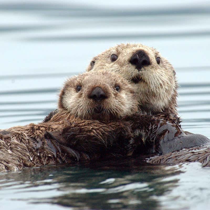 Sea Otters Use Muscles To Chemically Generate Heat Without