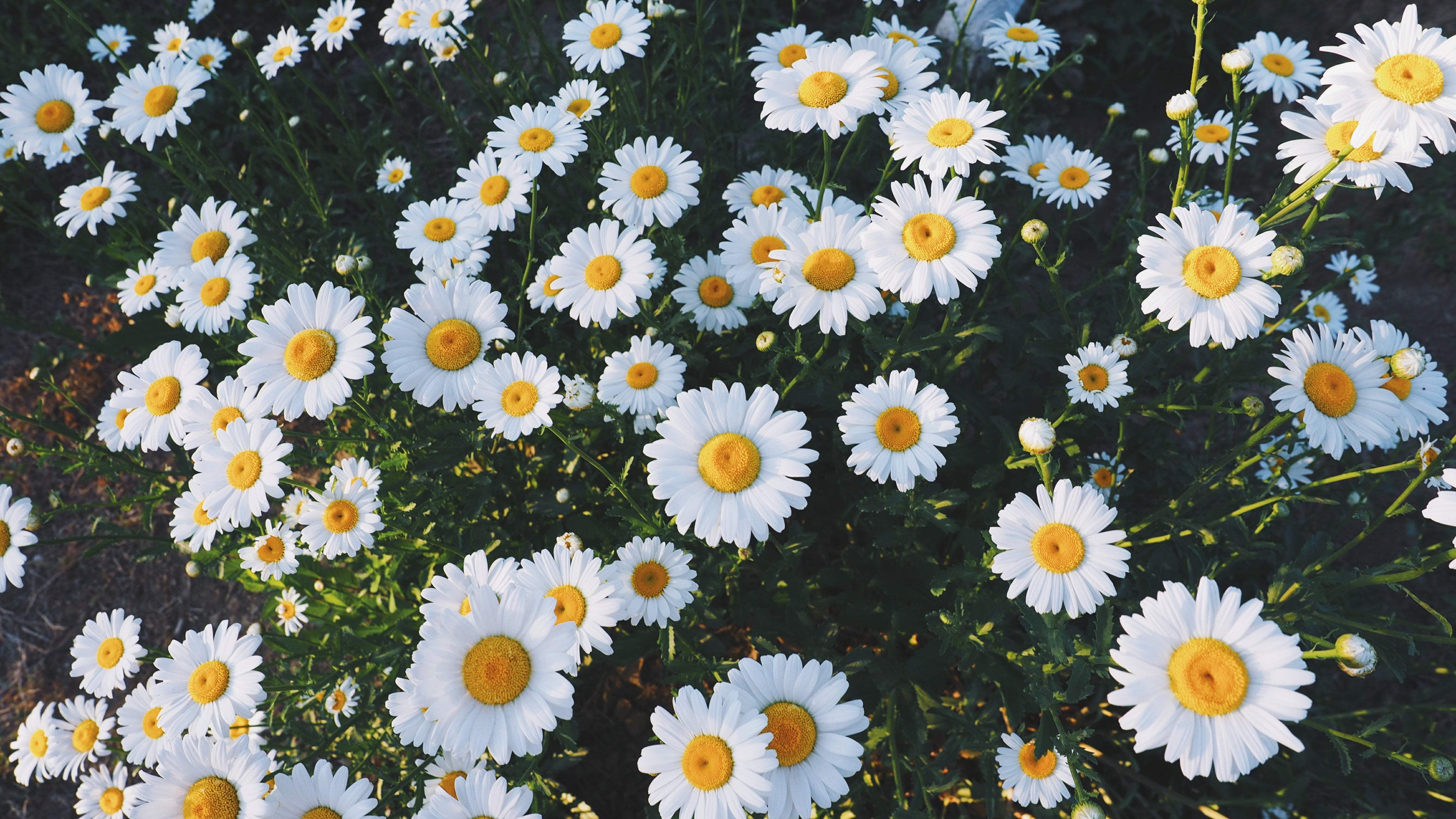 Daisy Laptop Wallpaper Top Background