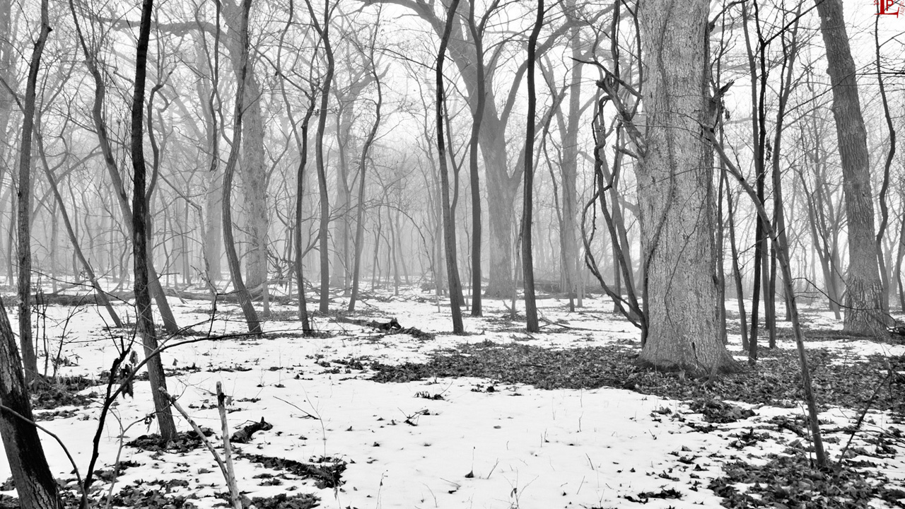 Woodland Landscape Background Black And White HD Car Pictures