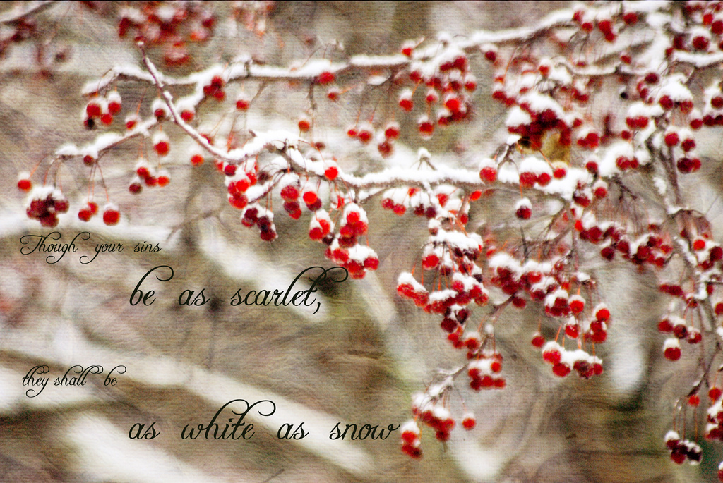 Made This Desktop Wallpaper Using The Winter Berries As A Subject At