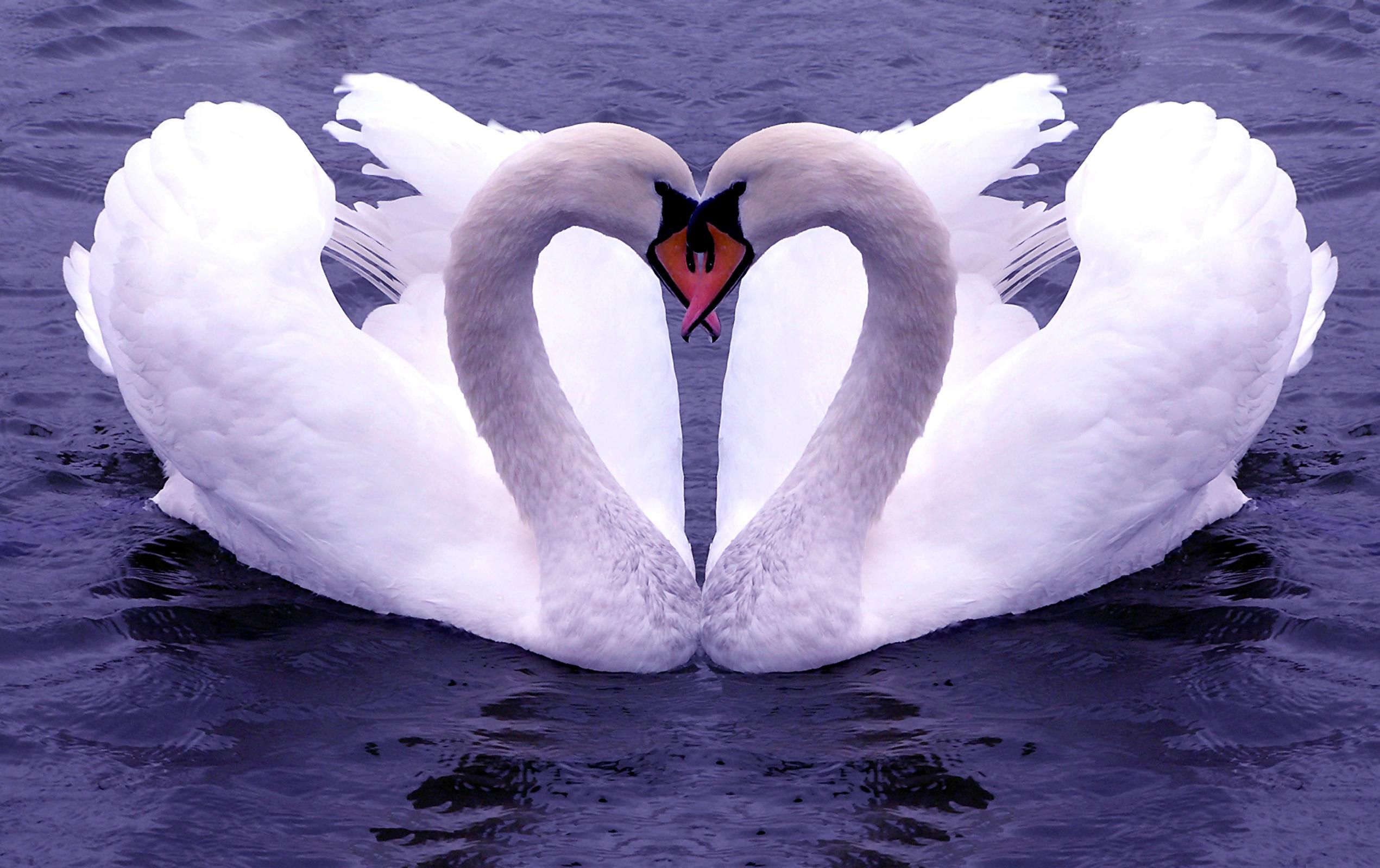 Swan Wallpaper Image And Animals Pictures