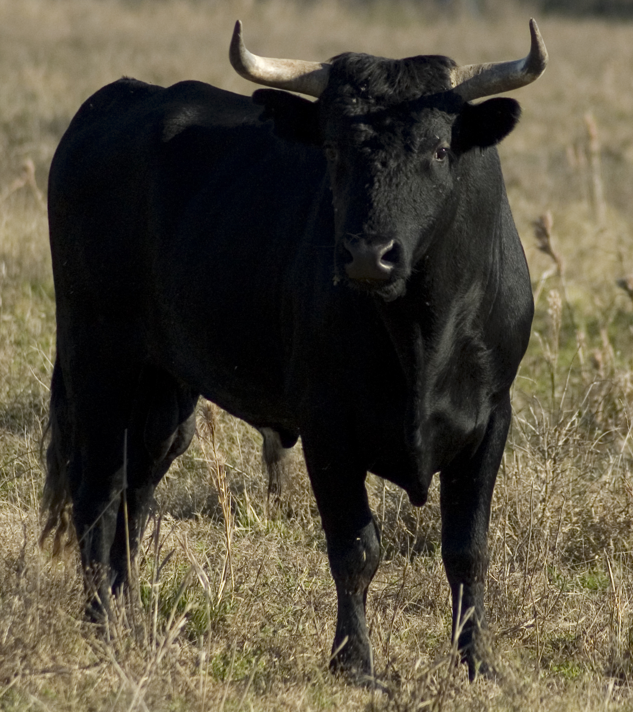 Animals Wallpaper Dangerous Black Bull HD
