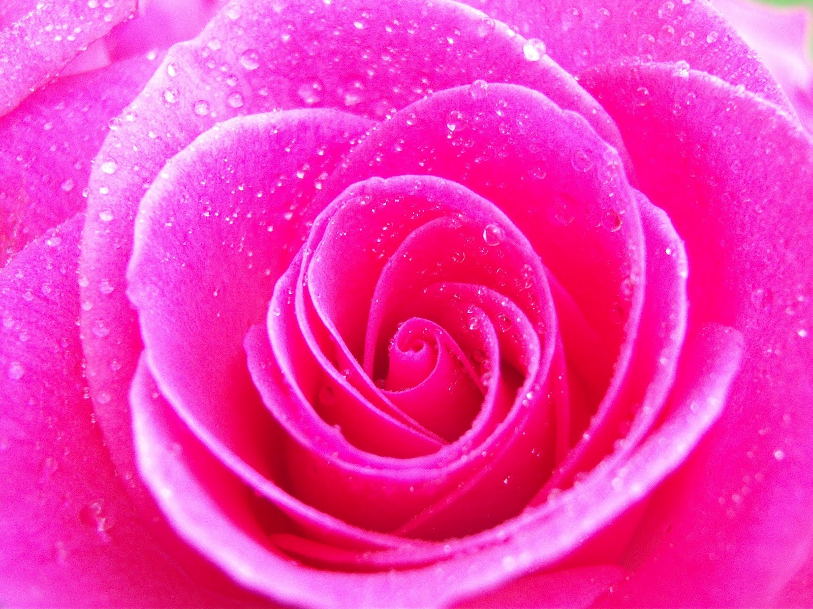 Close-up of a vibrant pink rose with water droplets, showcasing its delicate petals and spiral formation