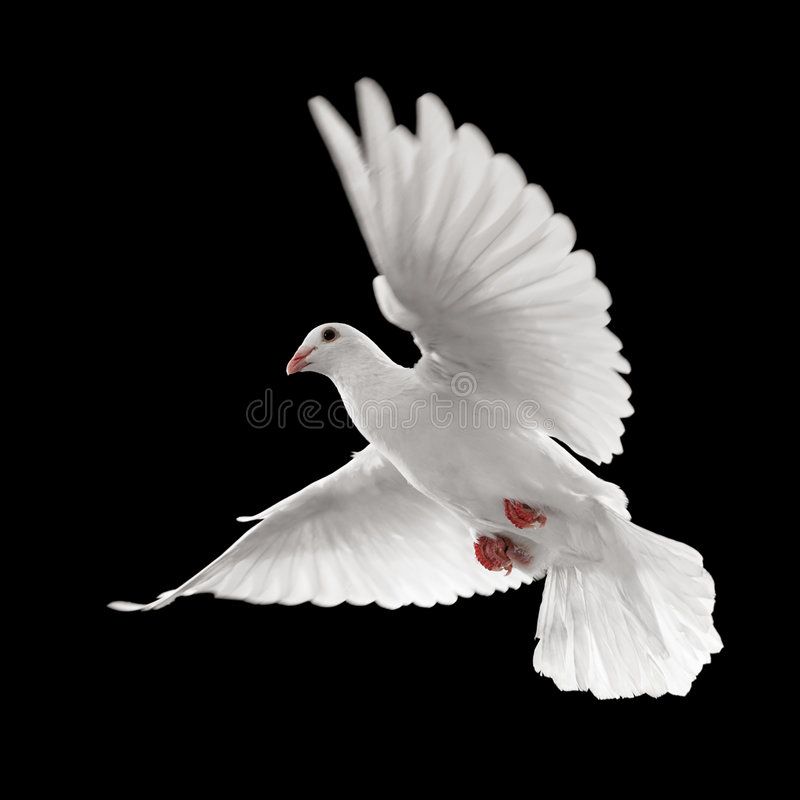 White Dove In Flight Flying Isolated On Black