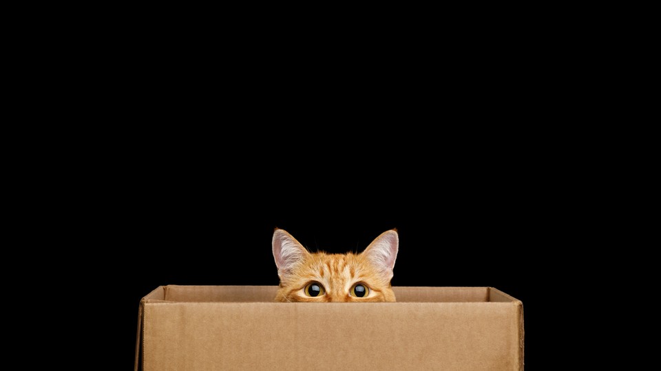 Why Do Cats Love Climbing Into Boxes The Atlantic