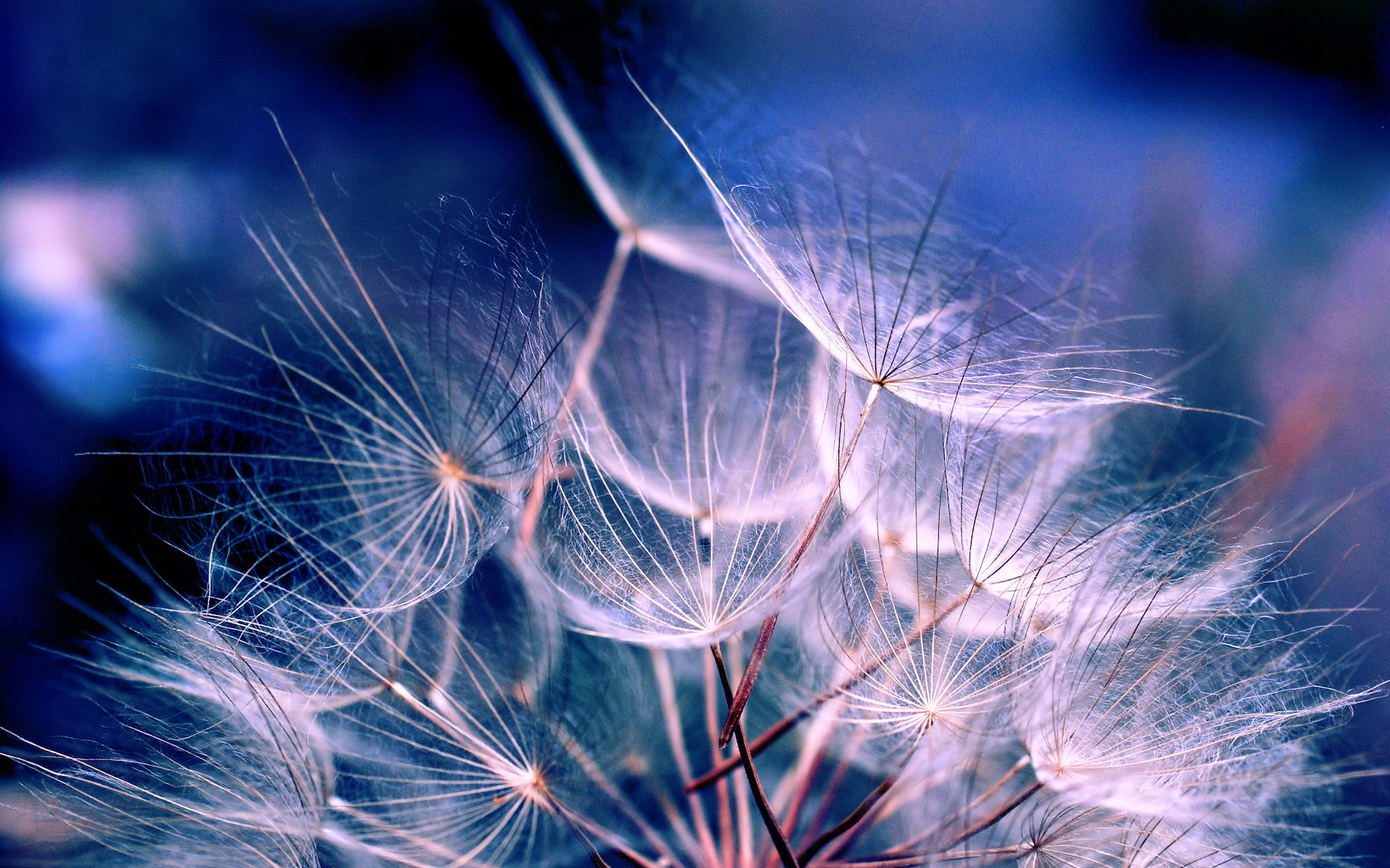 Amazing Detail Wallpaper