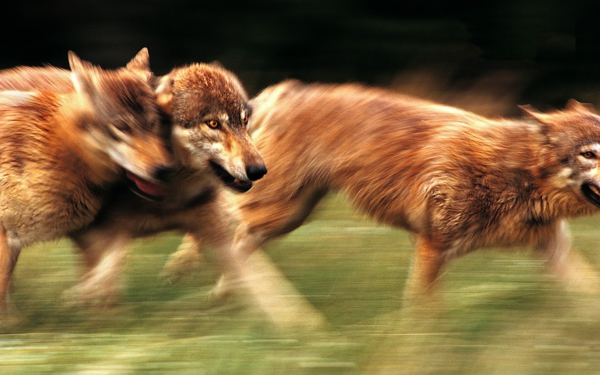 Wallpaper Wolf Running Wolves