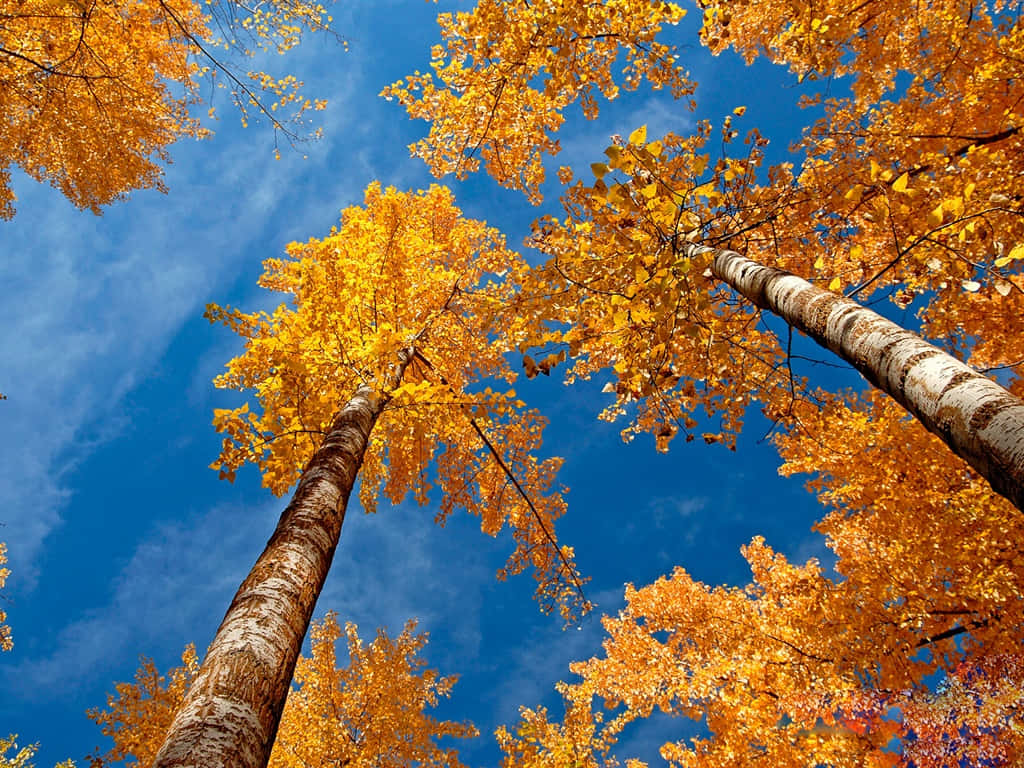 X Autumn Aspen Trees Low Angle Shot Wsrwh899xzuvtrkz Wallpaper