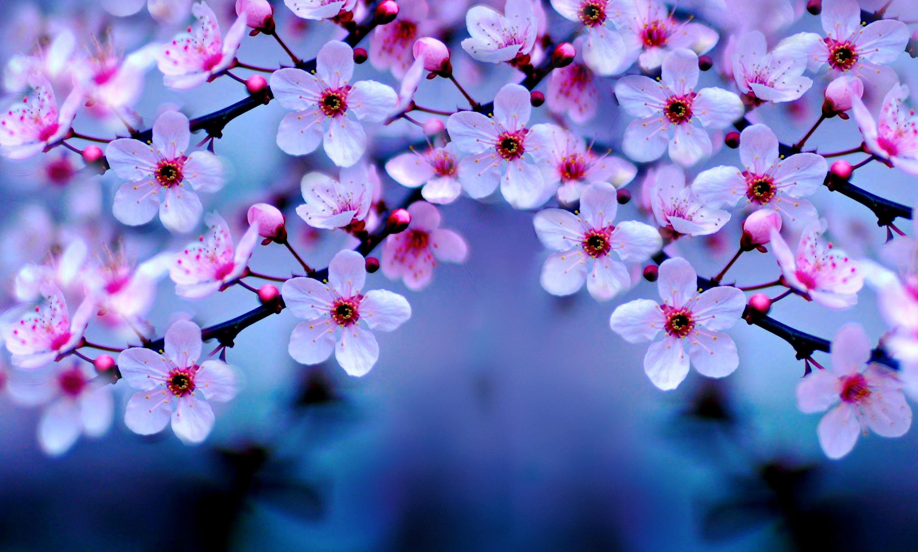 Cherry Blossom Wallpaper Night Desktop