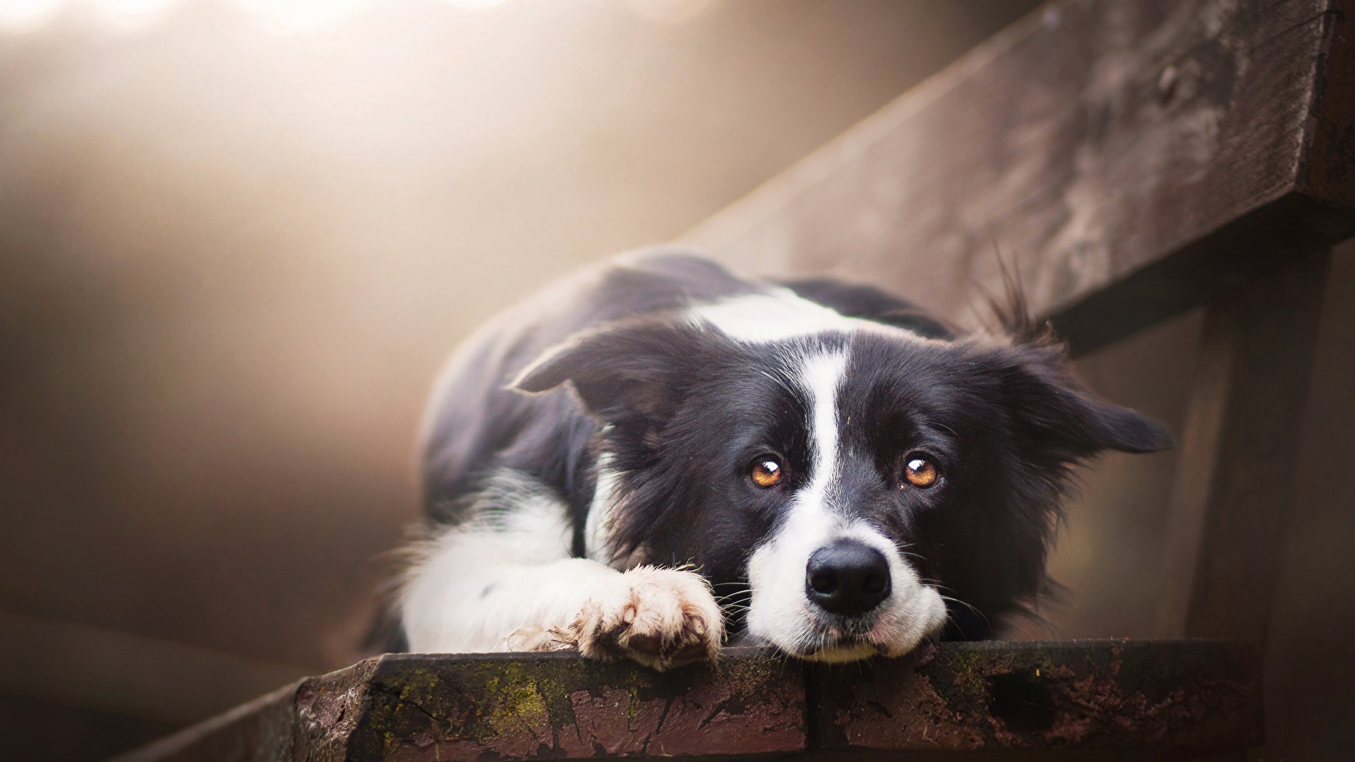 Photos Border Collie Dogs Sweet Beautiful Bench Glance