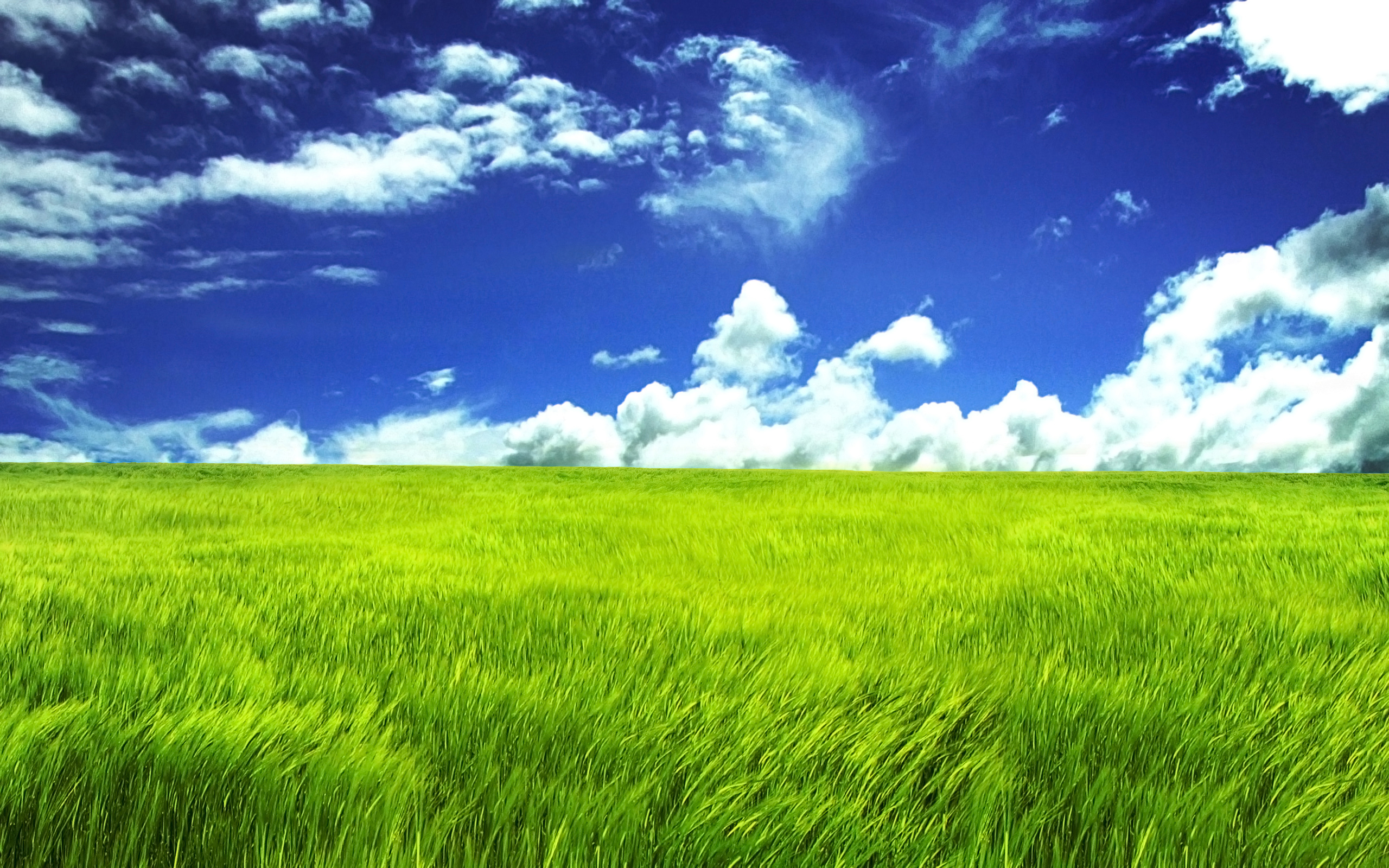 Blue Sky And Green Field Wide Wallpaper