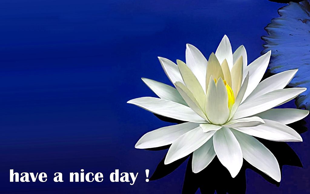 Have A Nice Day Good Morning Beautiful Lotus Wallpaper