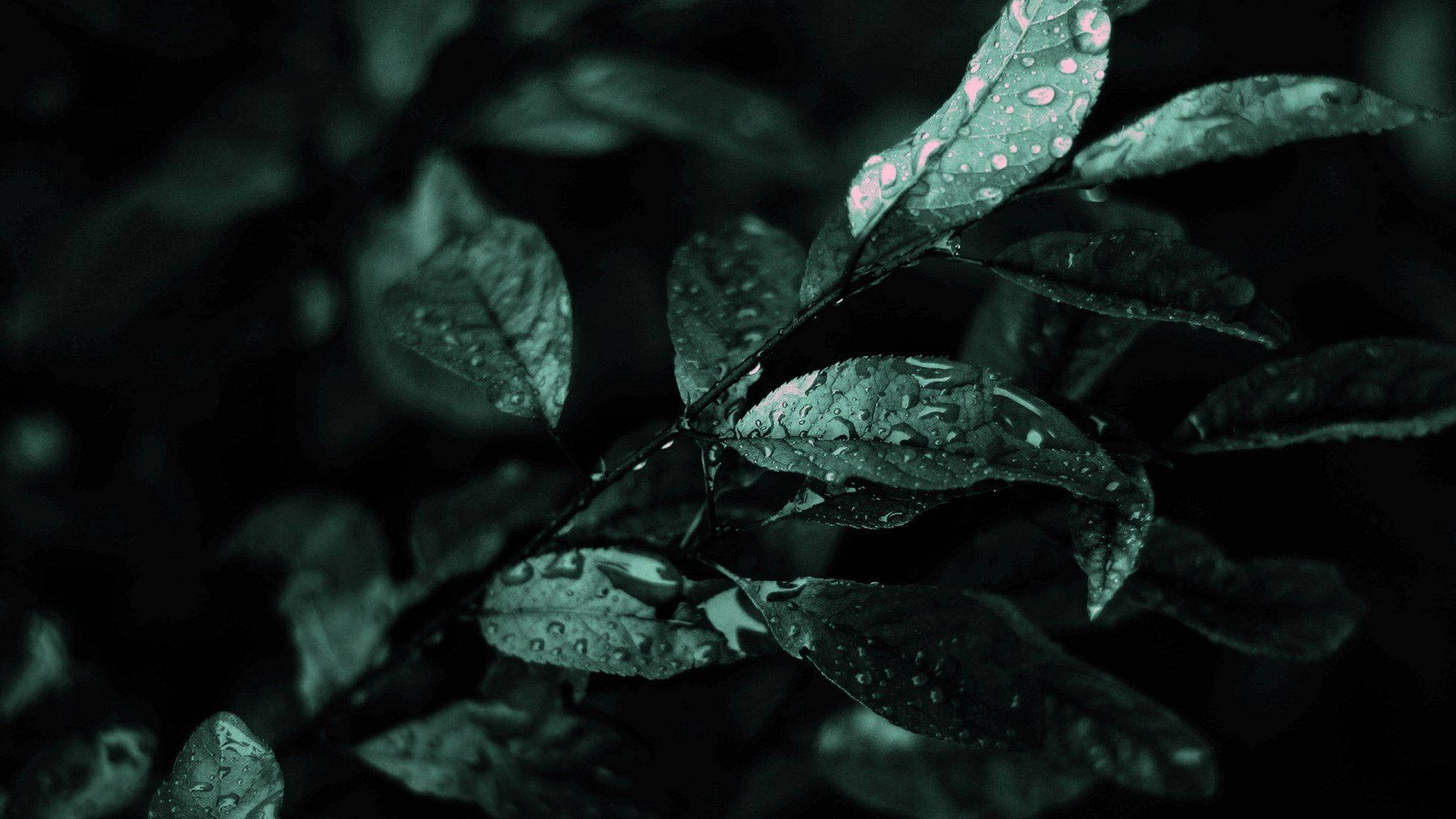 Dark Green Aesthetic Wallpaper