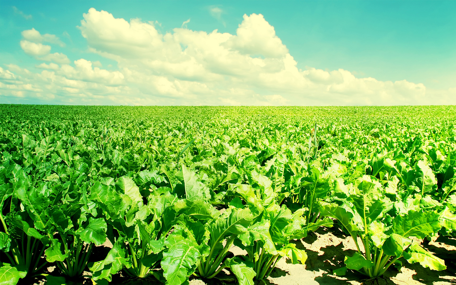 Beet Field Wallpaper