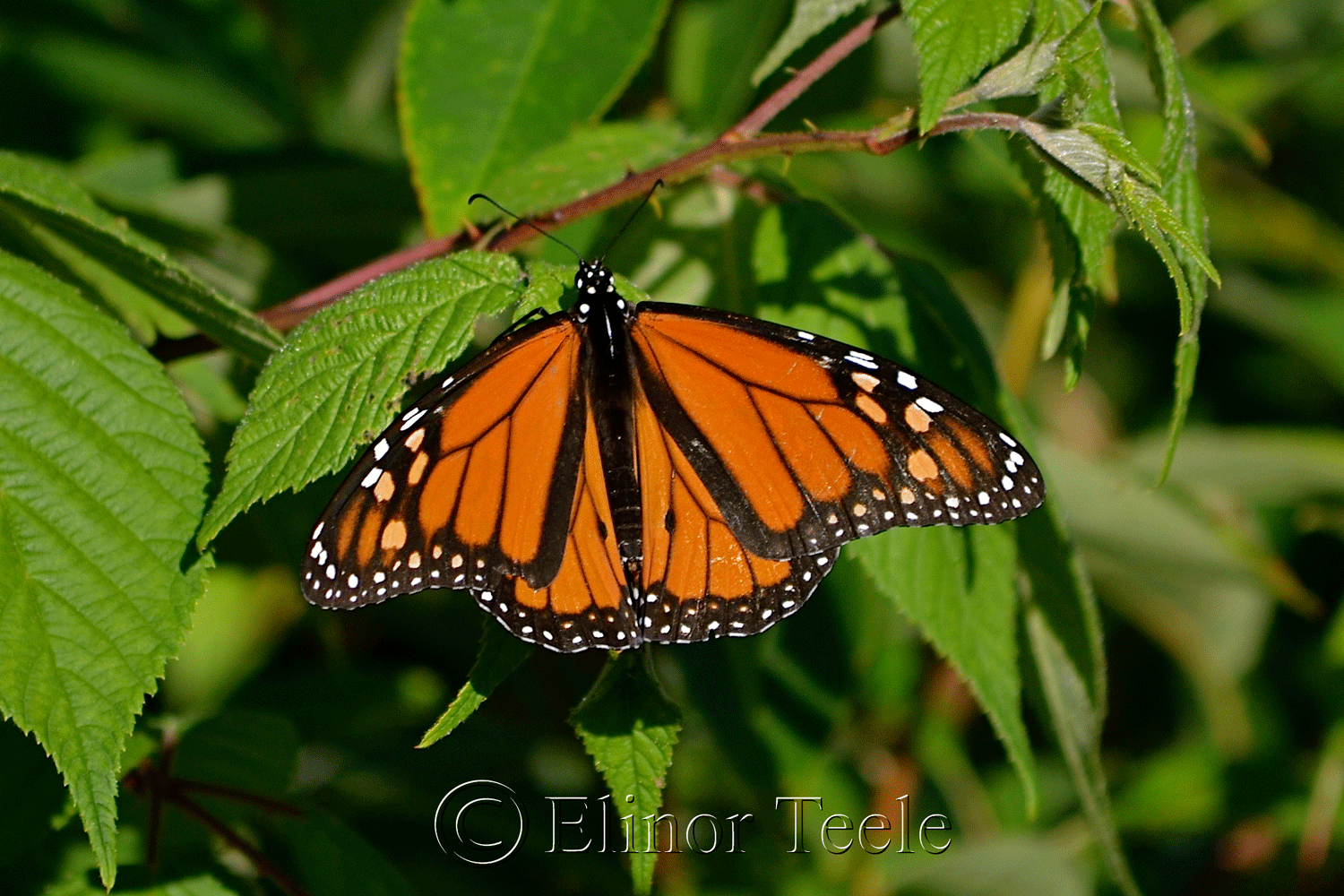 Monarch Butterfly Cool HD Wallpaper