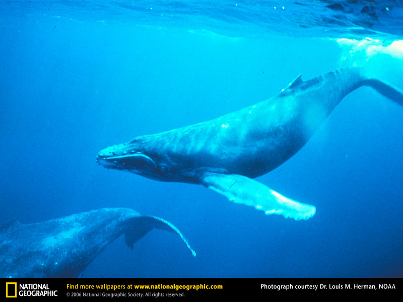 Humpback Whale Picture Desktop Wallpaper
