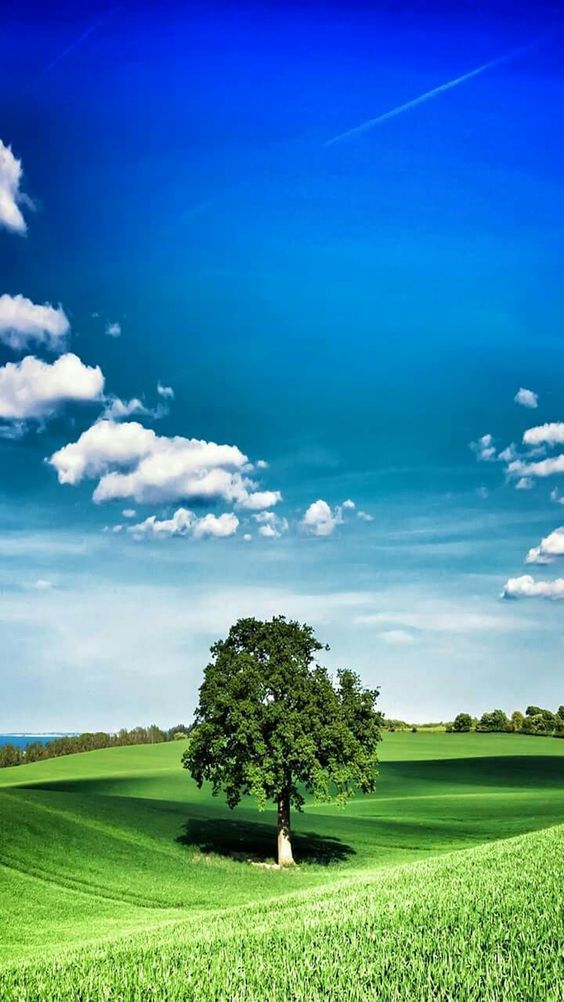 HD iPhone X Wallpaper Cool Background Green Nature