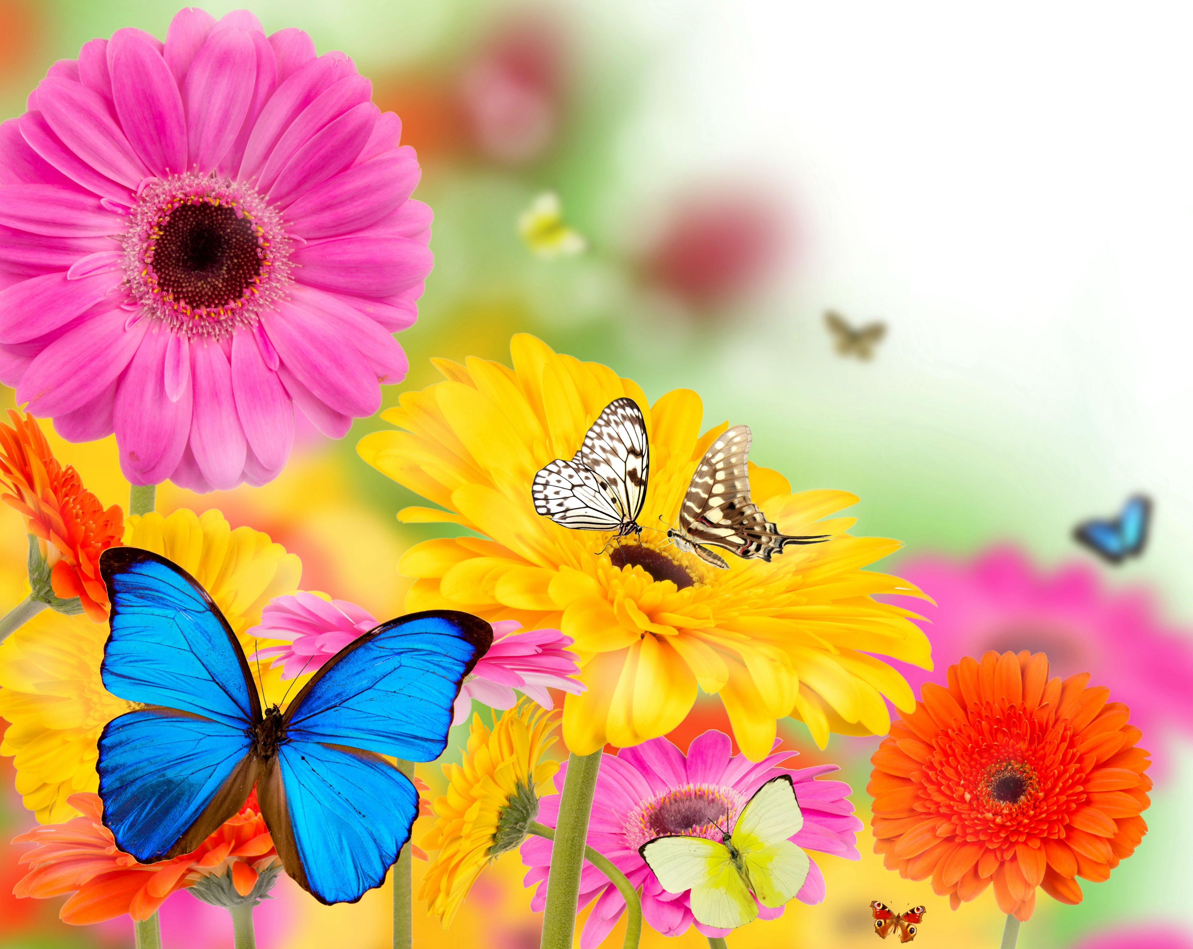 Spring Flowers And Butterflies Wallpaper HD