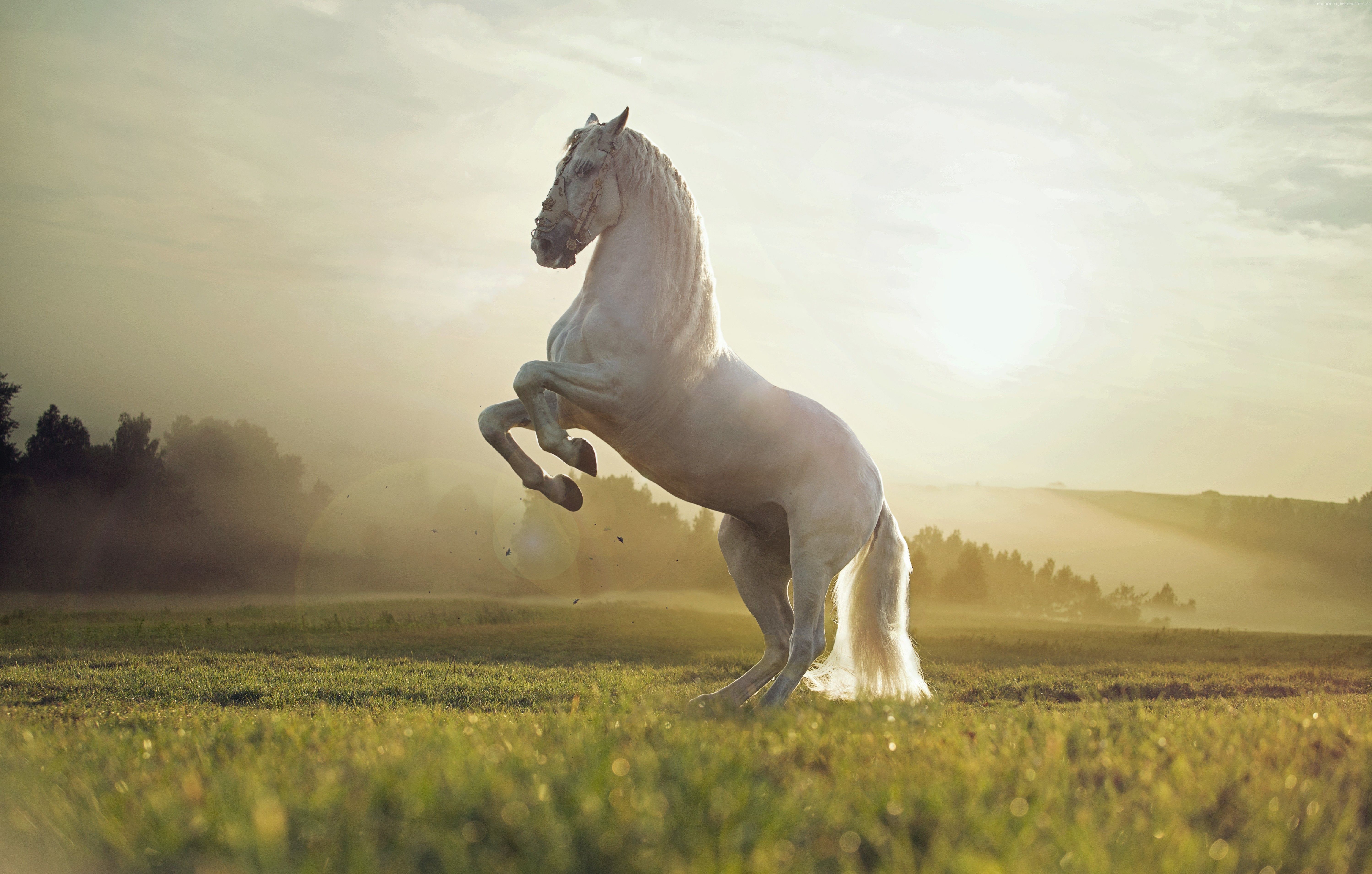 Horse Wallpaper Animals Pets Cute Sunset