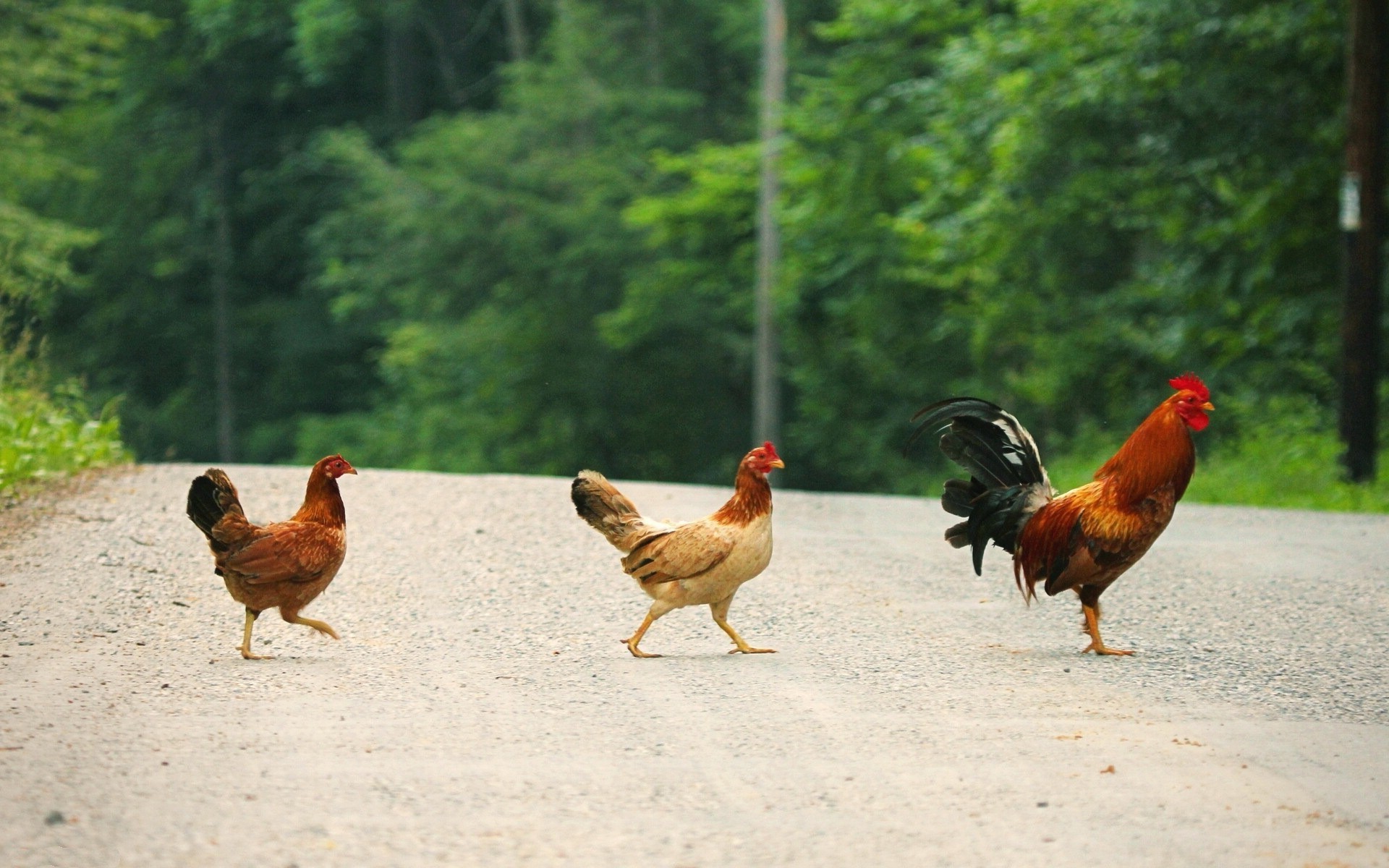 Chicken Wallpaper