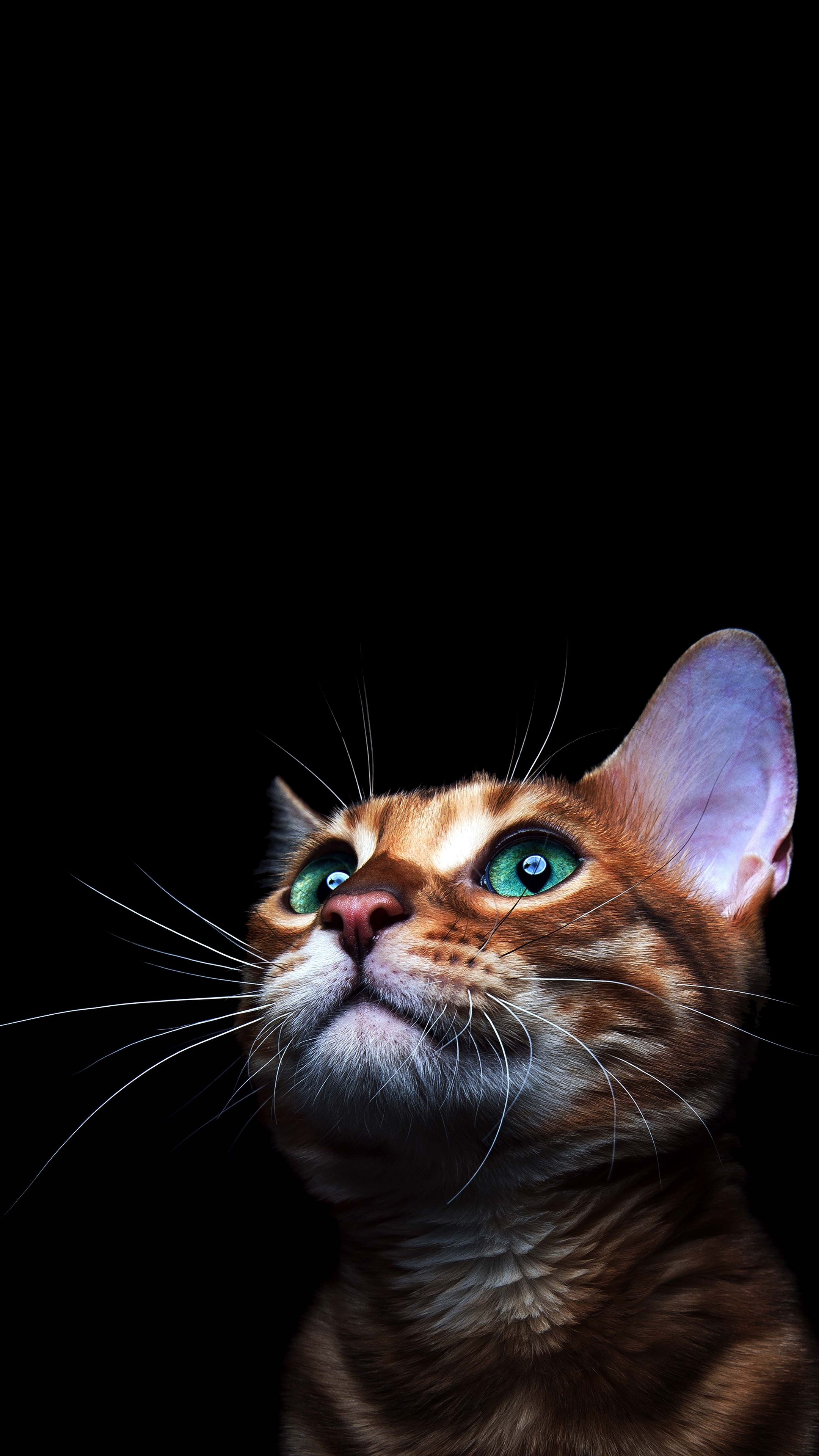 Tier Wallpaper 4k iPhone Cute Cat Animal