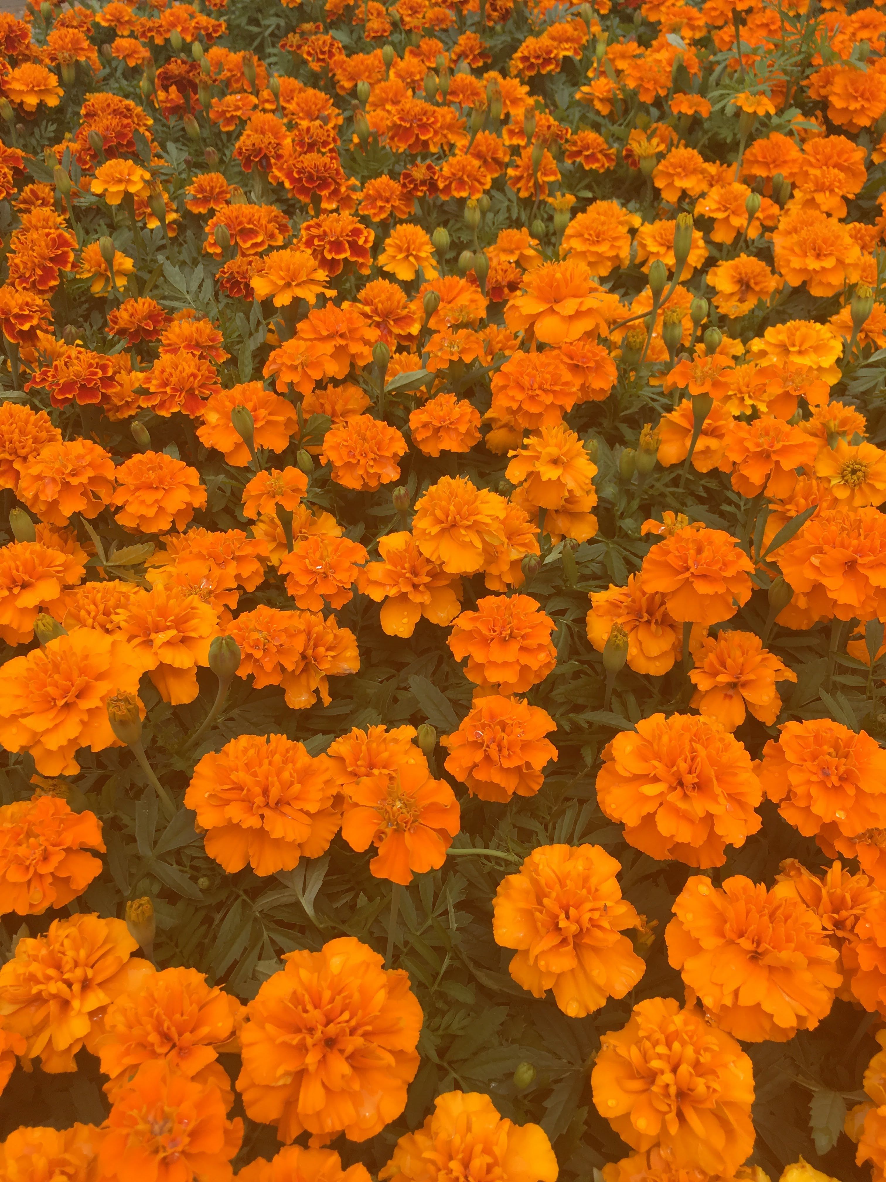 Aesthetic Wallpaper Orange Full HD