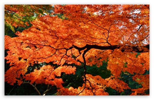 Beautiful Japanese Maple Tree HD Desktop Wallpaper Widescreen High