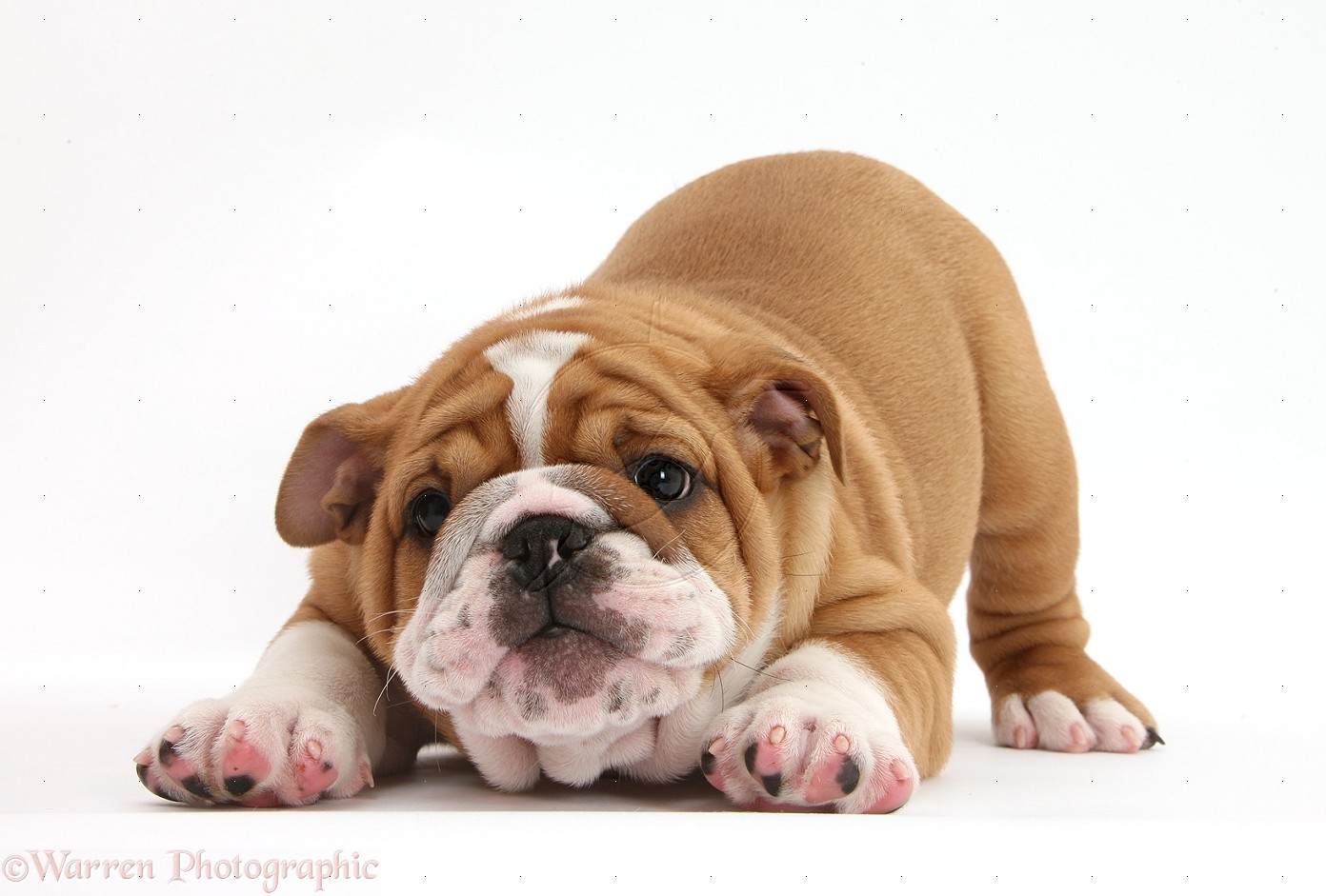 Cute Bulldog Puppies Wallpaper P