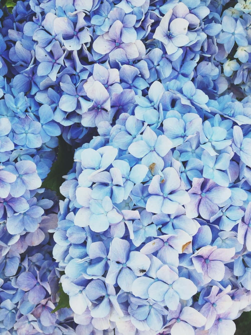 Blue Flowers Aesthetic Wallpaper