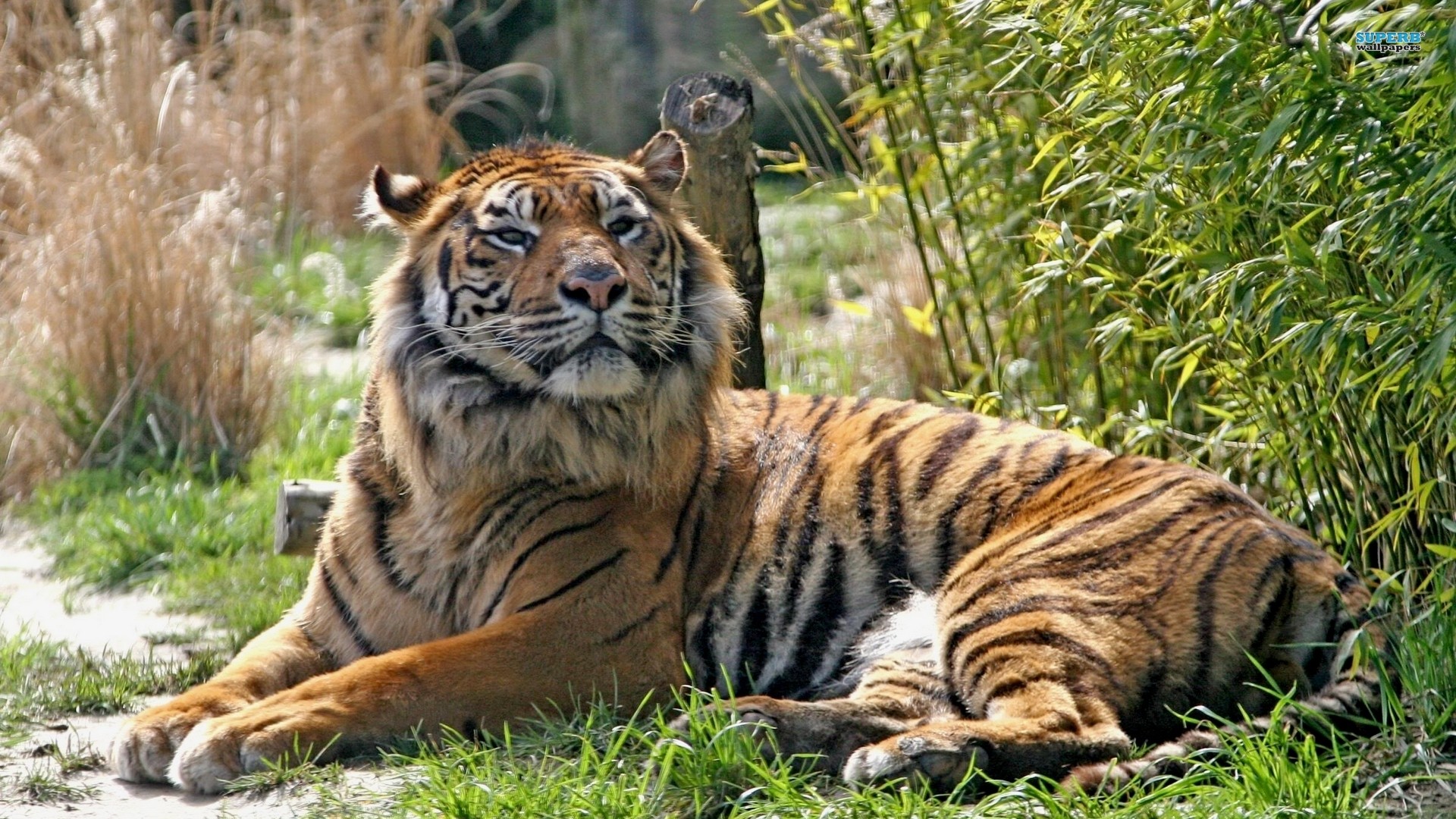 Animals Tigers Wallpaper