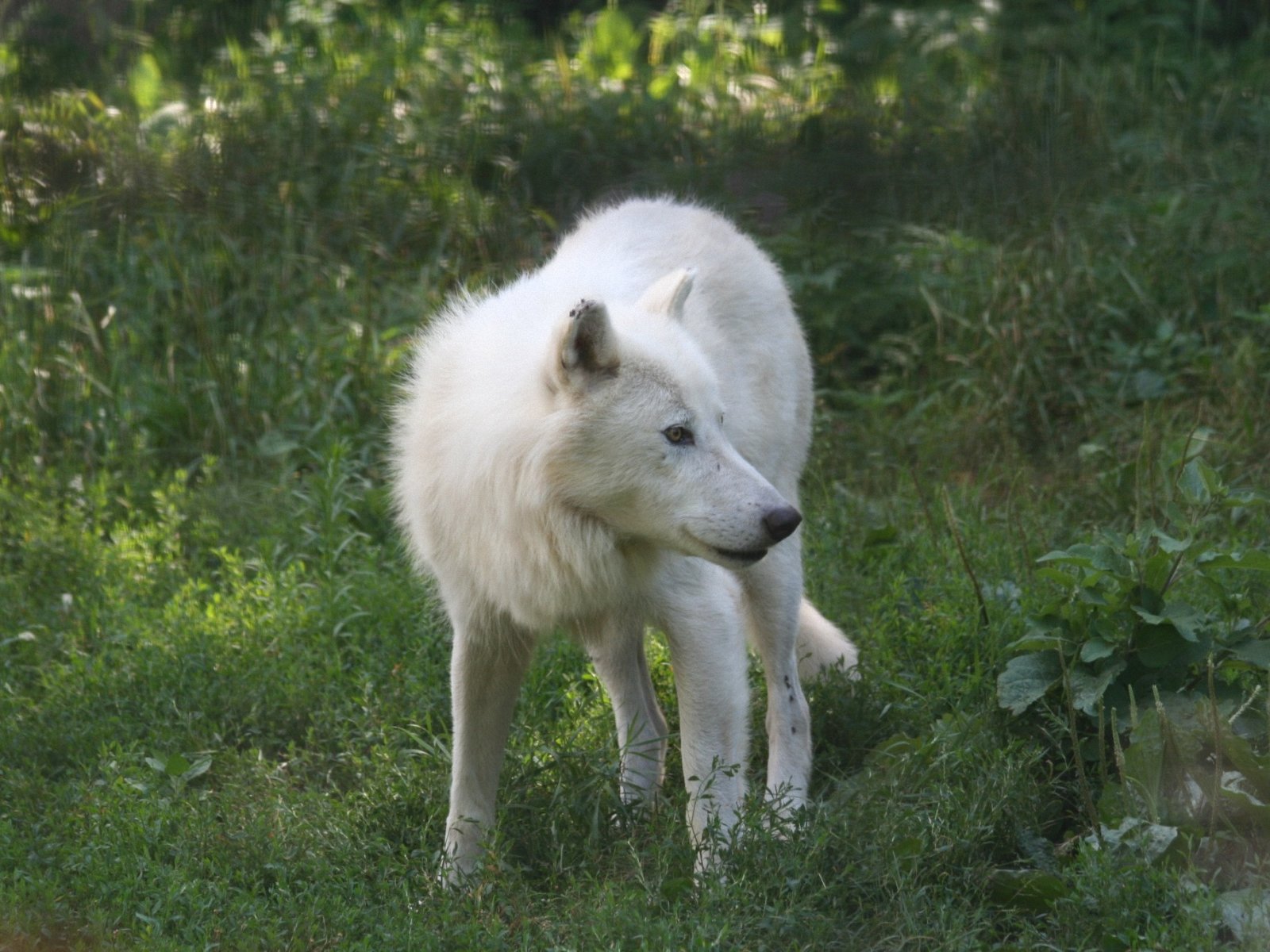 Animal Wallpaper Arctic Wolf Kb