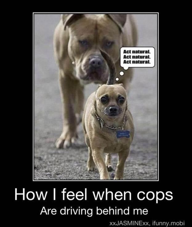 251709d1344016831 Funny Pic Pit Bull Wallpaper