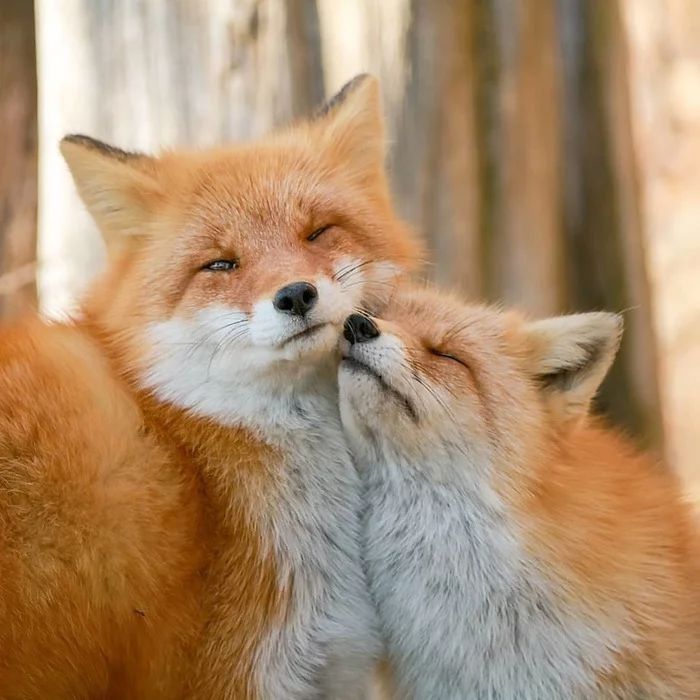 Ultimate Collection Of Fox Photos Wallpaper