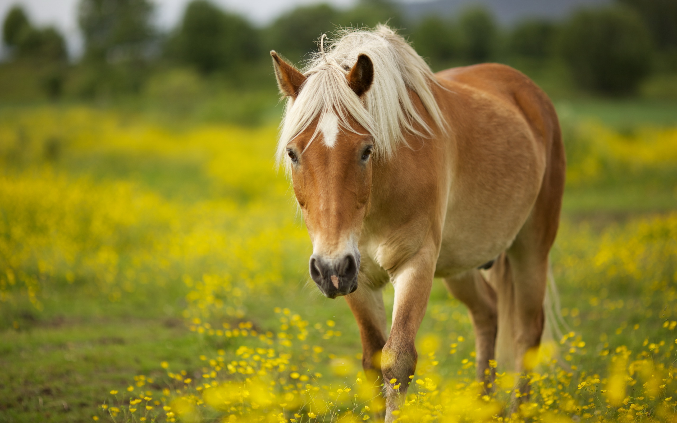 Cute Horse Wallpaper Which Is Under The