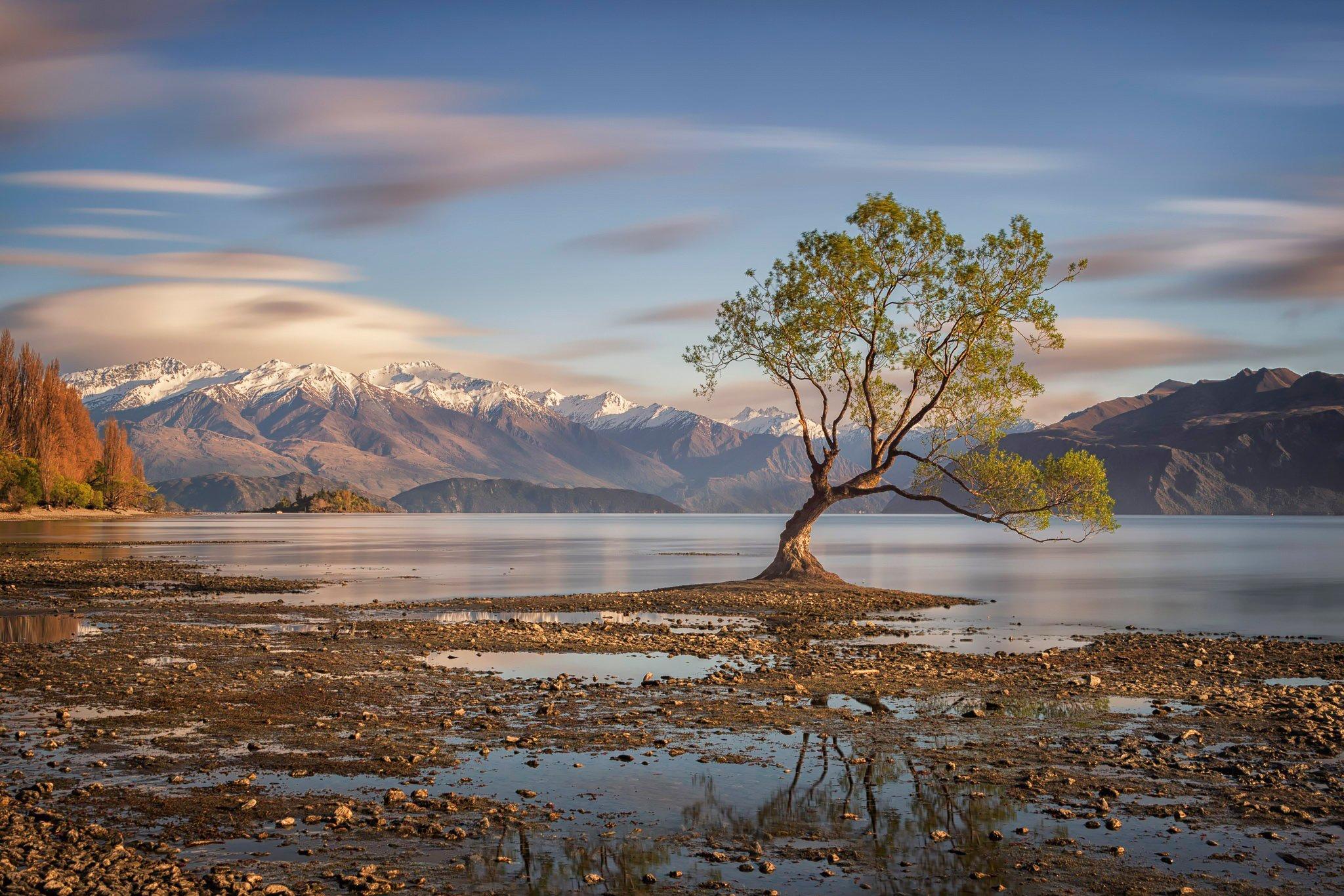 Lake Wanaka New Zealand Tree Autumn Wallpaper