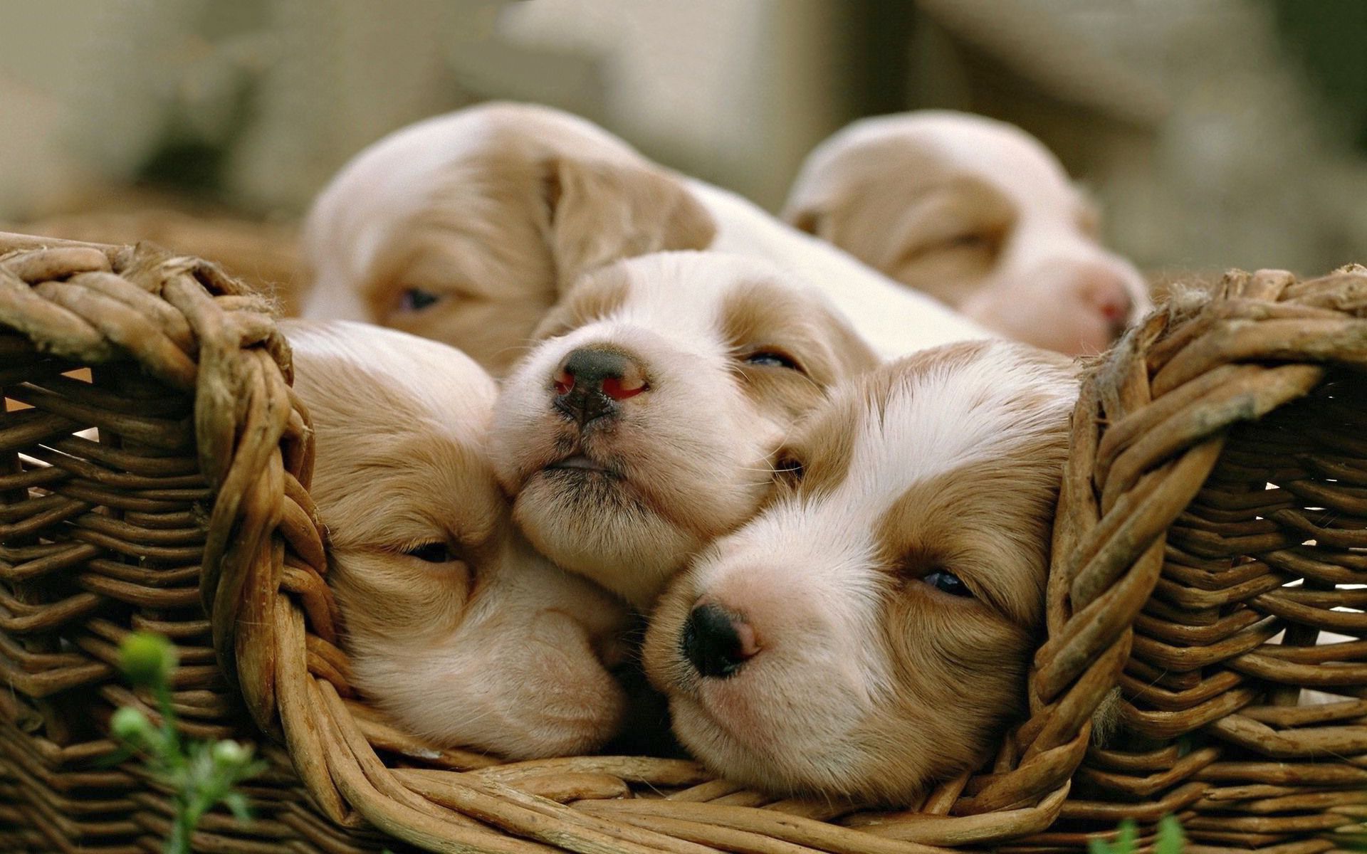 Puppy Sleeping Wallpaper On