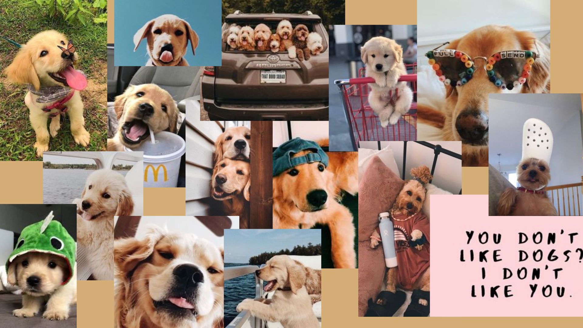 Aesthetic Dog Wallpaper For Laptop