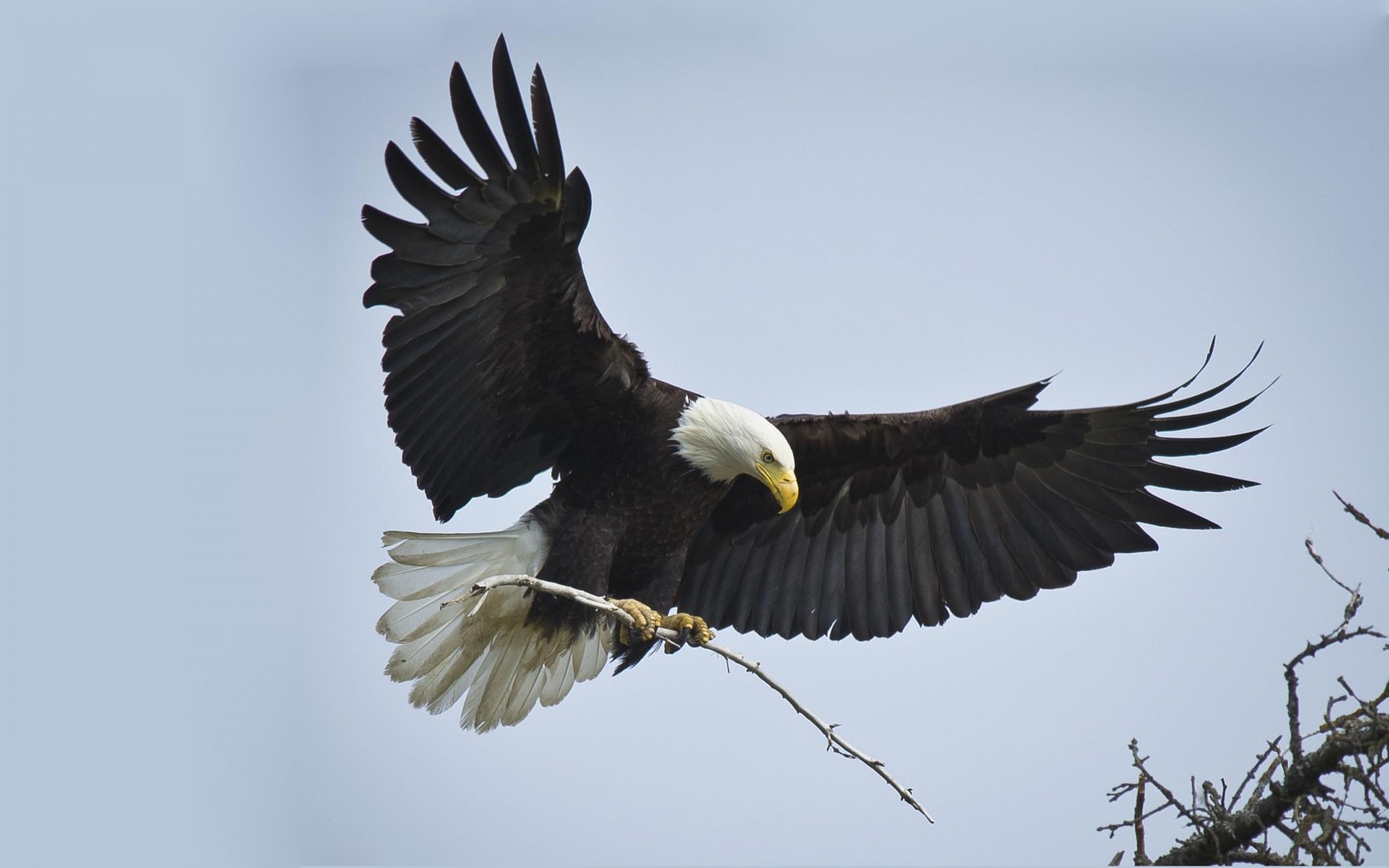 American Bald Eagle Wallpaper For Lap Top And Mobile Phone