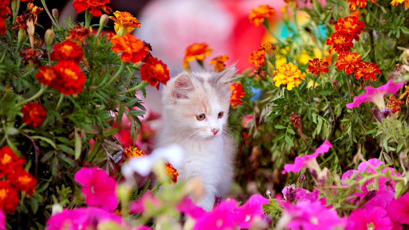 Cute Spring Kitten HD Wallpaper Background