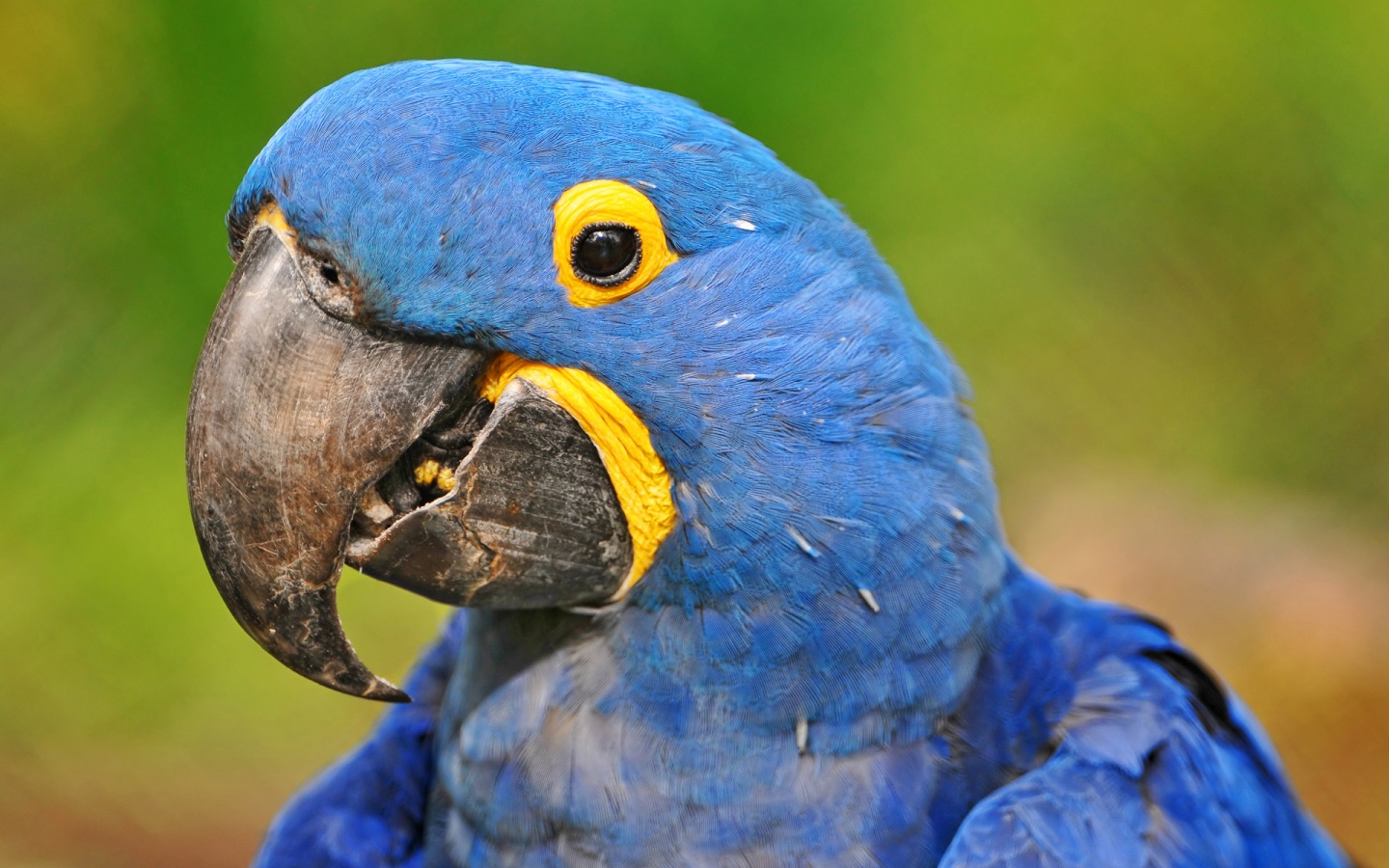 Portrait of a hyacinth macaw 1440x900 wallpaper download page 391231