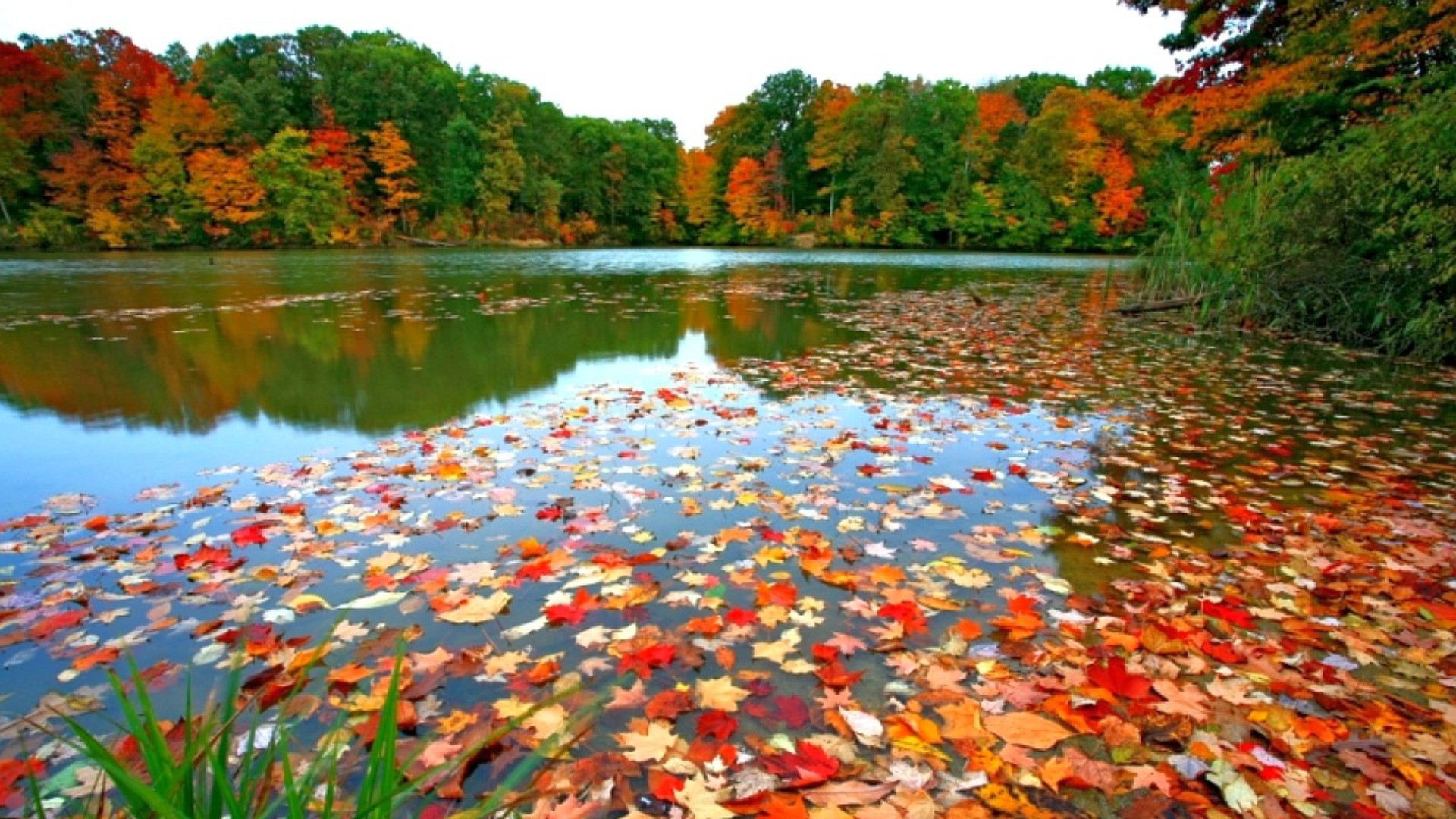 Fall Leaves Background Wallpaper Win10 Themes