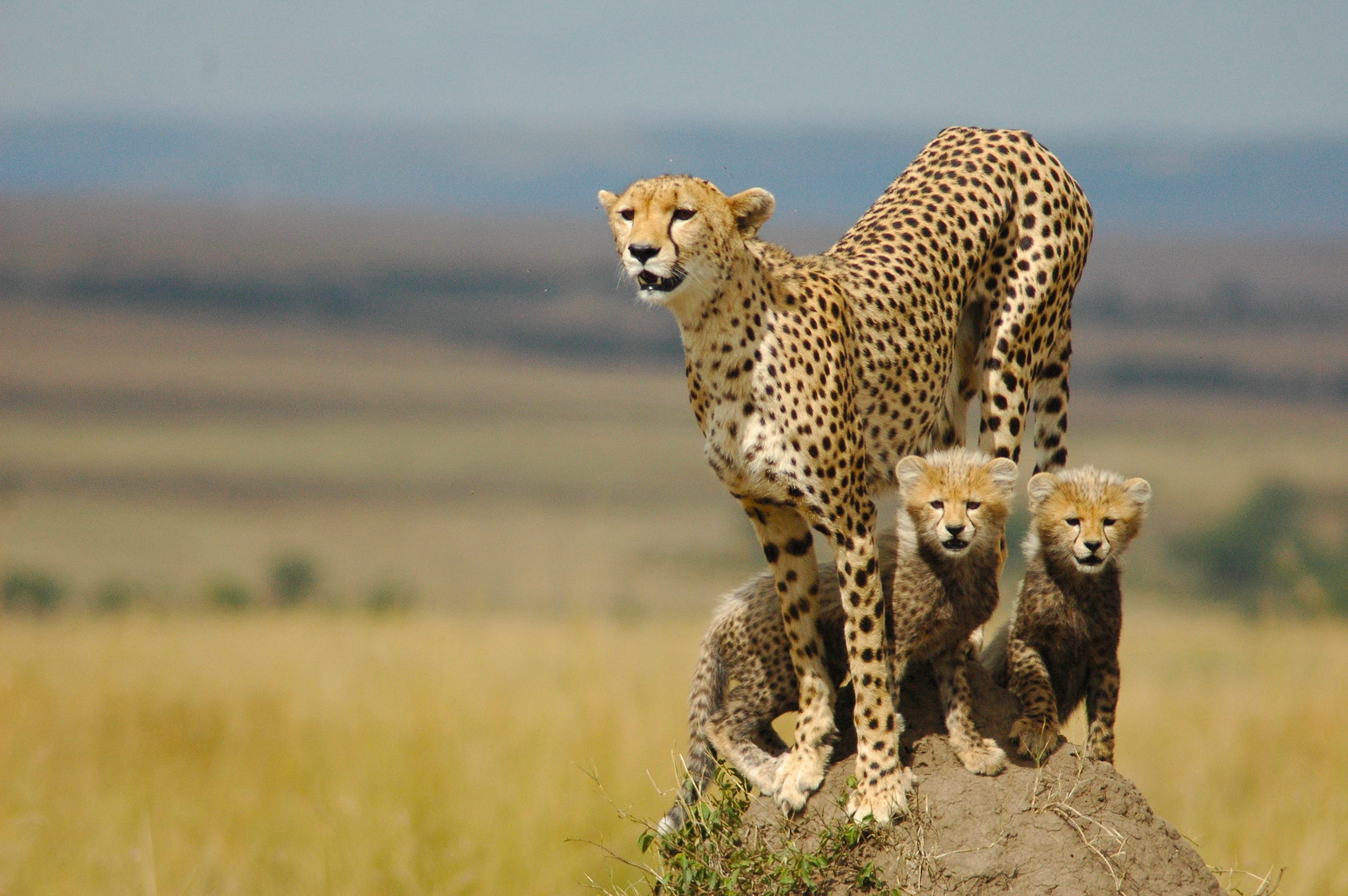 Cheetahs Running Full Speed   wallpaper