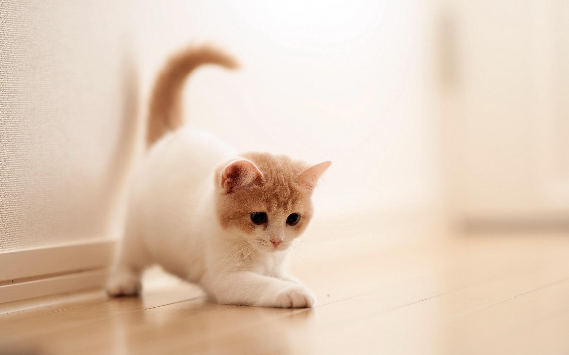 An adorable light orange and white kitten stretches and plays on a light wooden floor, its cute face tilted downwards. This charming wallpaper captures the playful innocence of a young cat